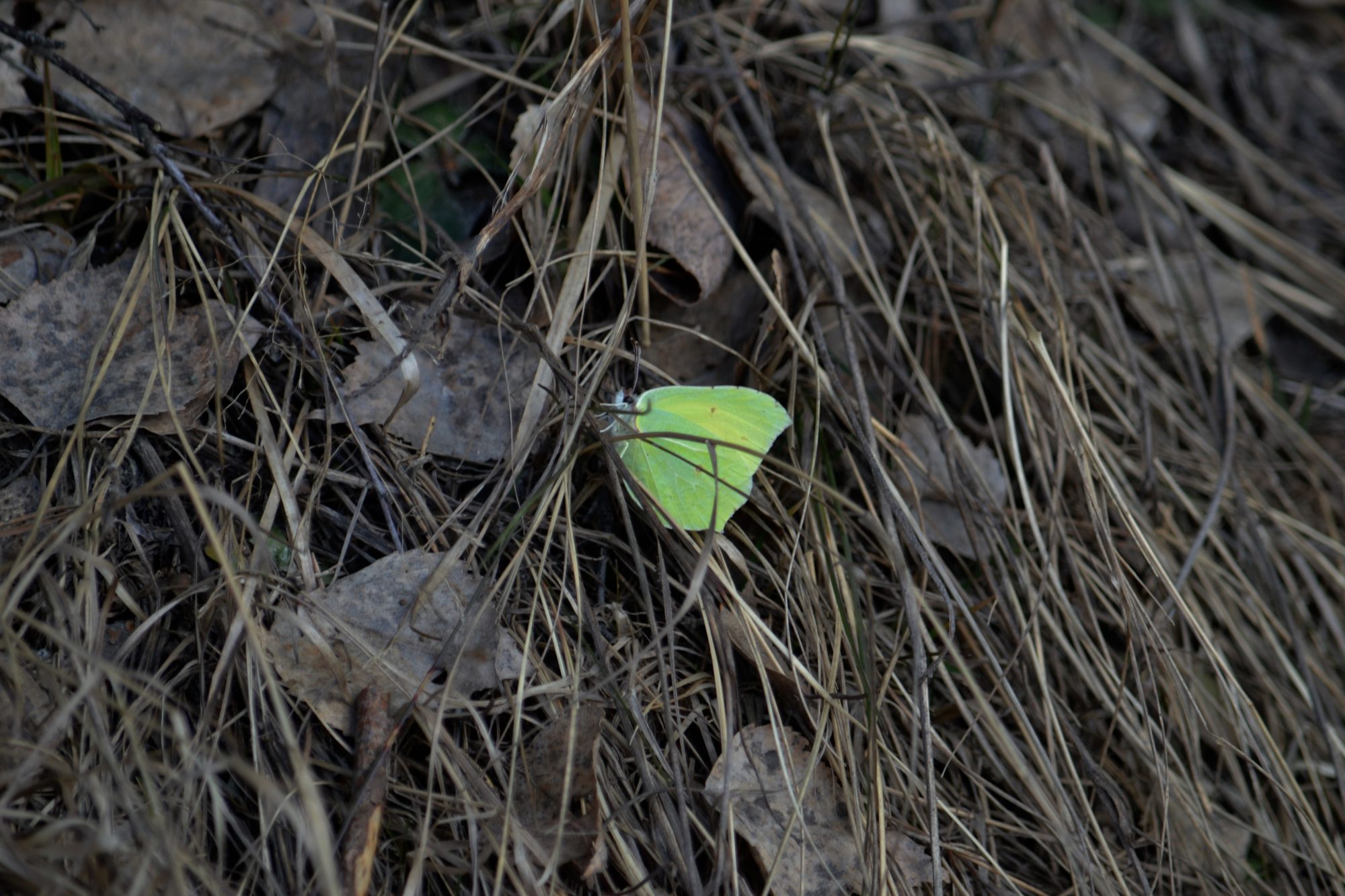 Valokuvaaja: satu välimaa