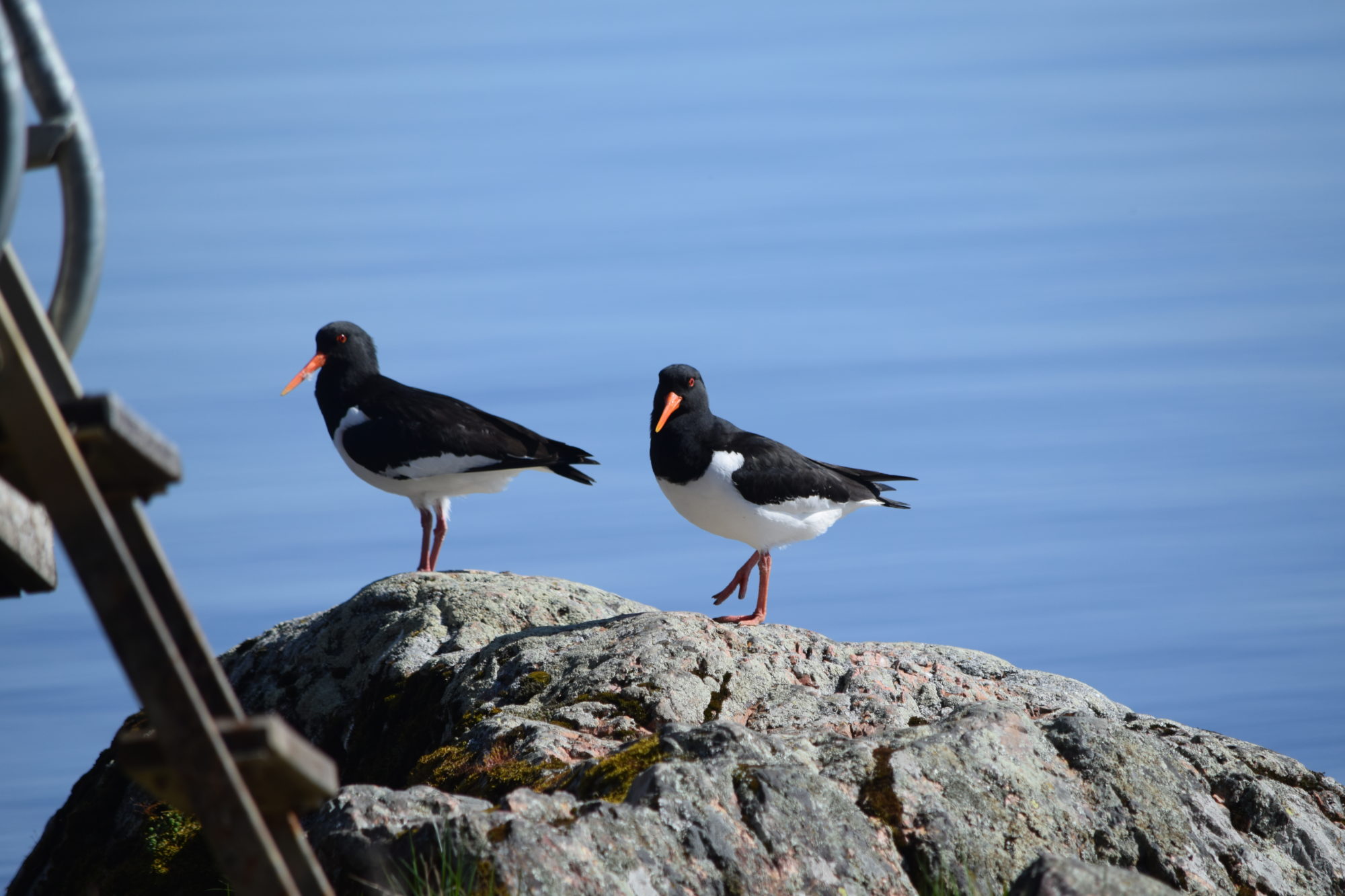 Valokuvaaja: Riitta Marjamäki