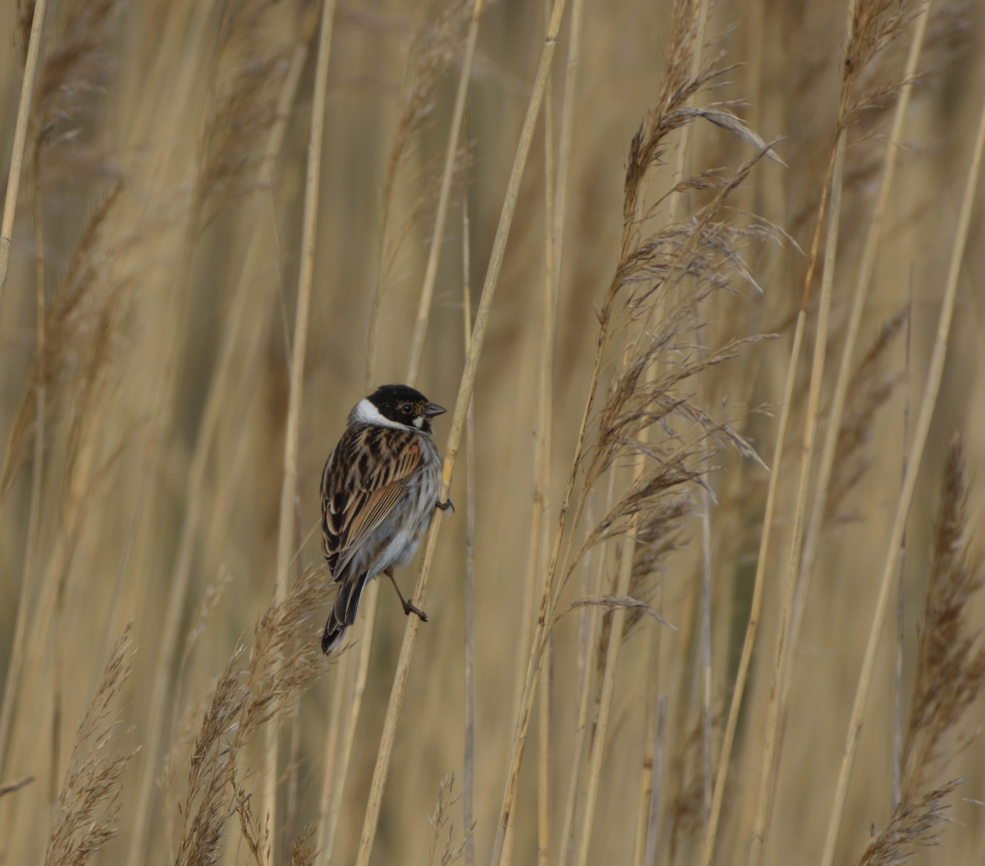 Valokuvaaja: Asko Heikkinen