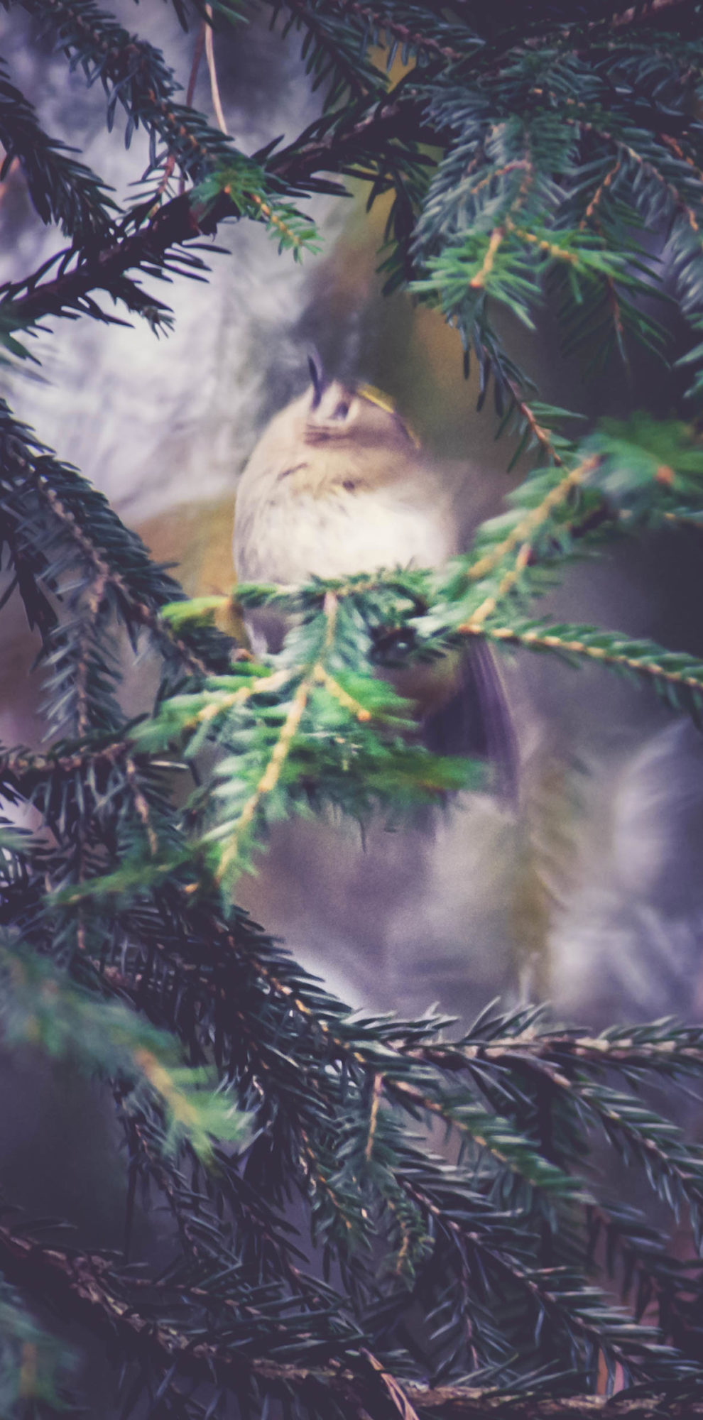 Valokuvaaja: Kirsi Alamommo