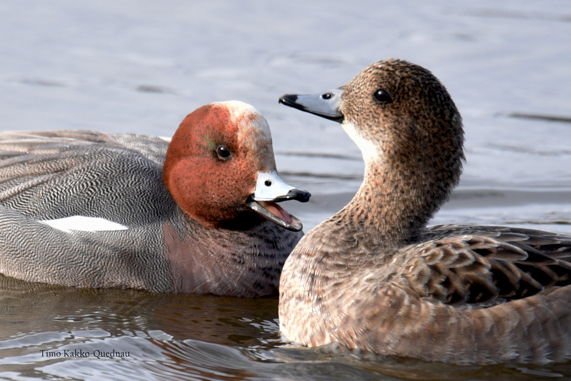 Valokuvaaja: Timo Kakko-Quednau Valokuvaaja: Timo Kakko-Quednau