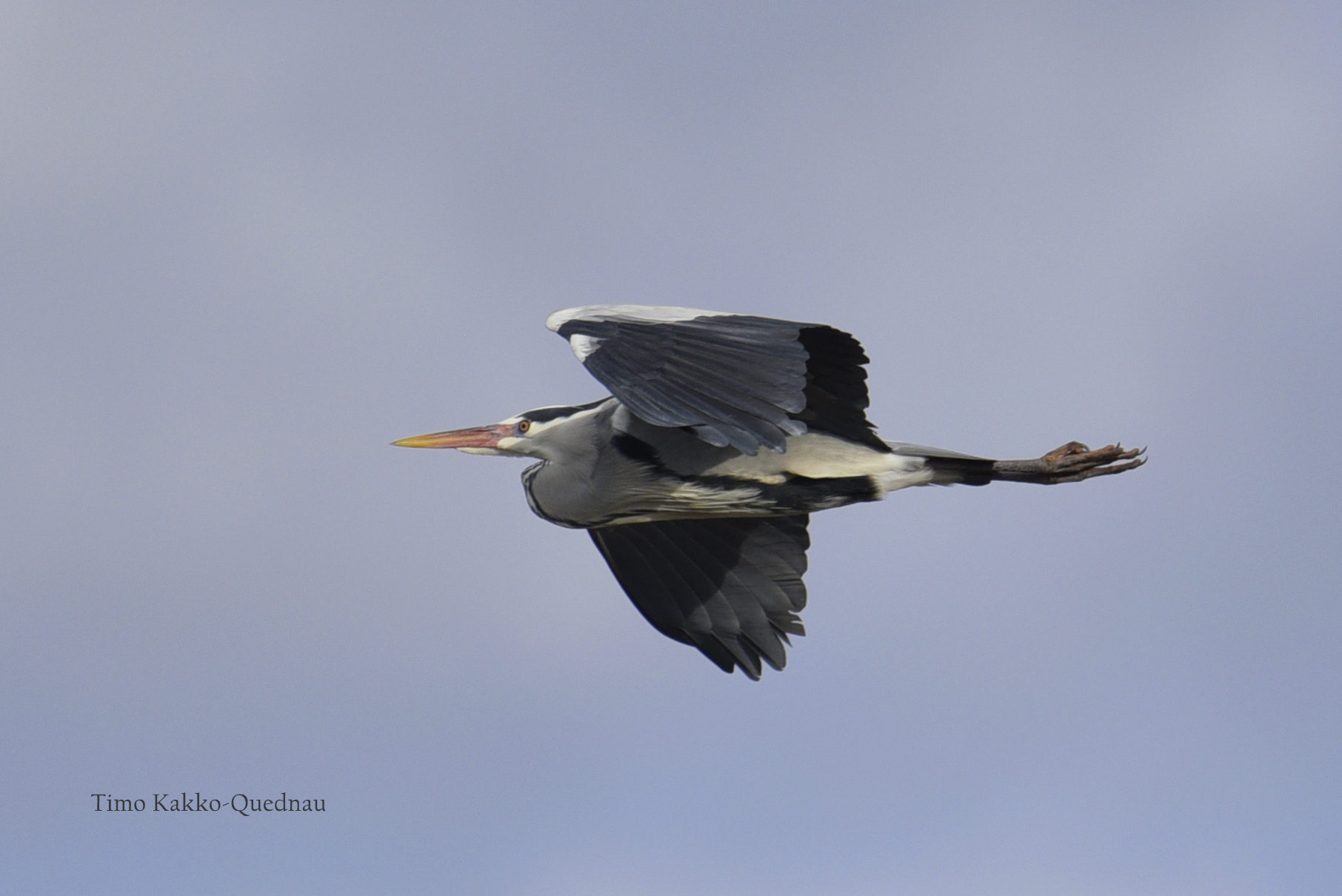 Valokuvaaja: Timo Kakko-Quednau