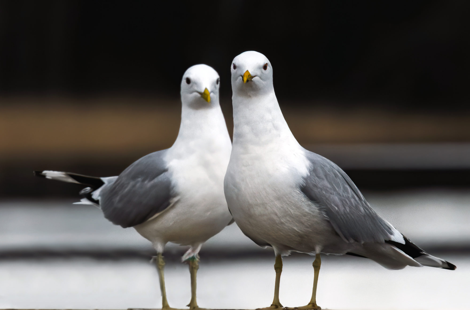 Valokuvaaja: Risto Lavi