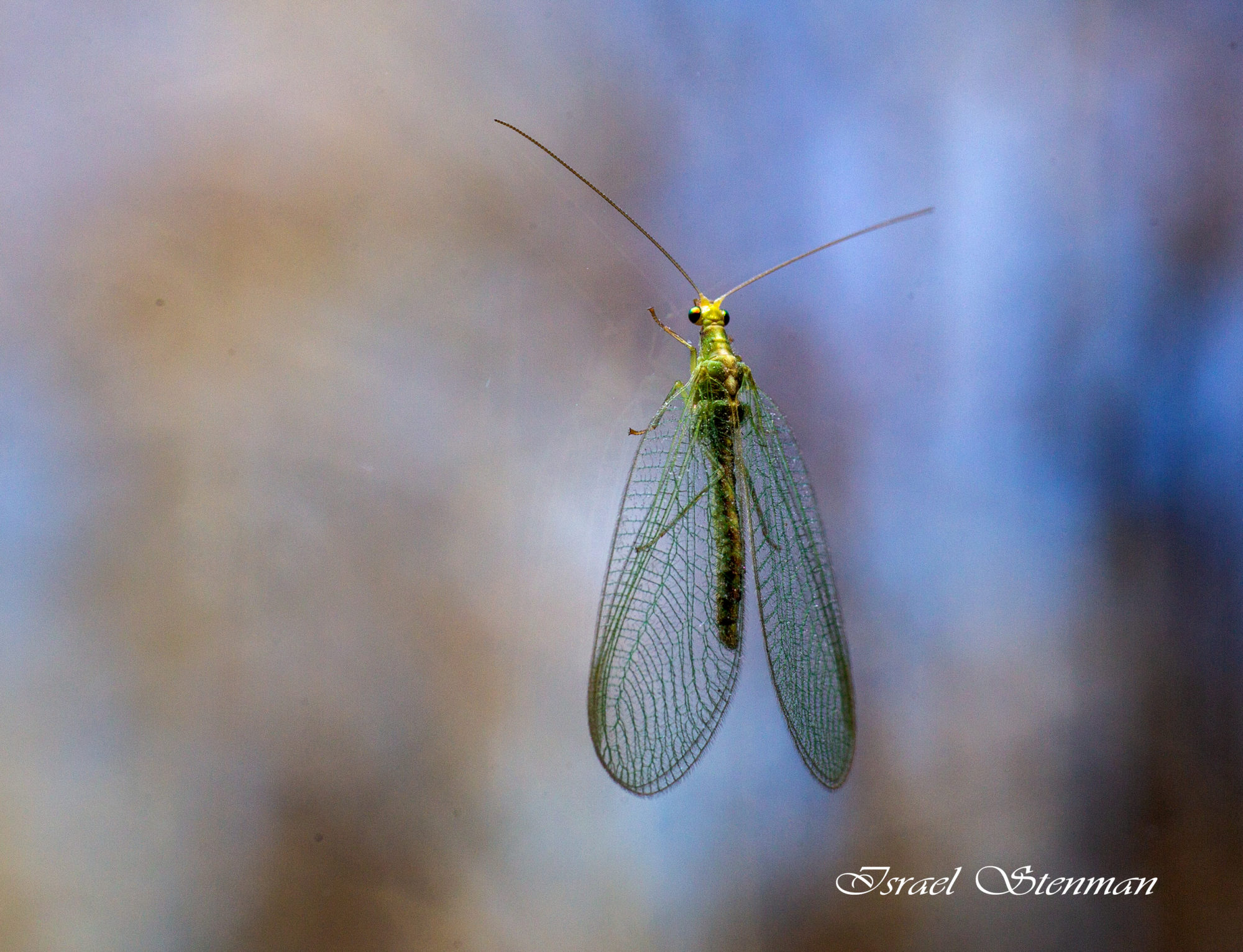 Valokuvaaja: Israel  Stenman