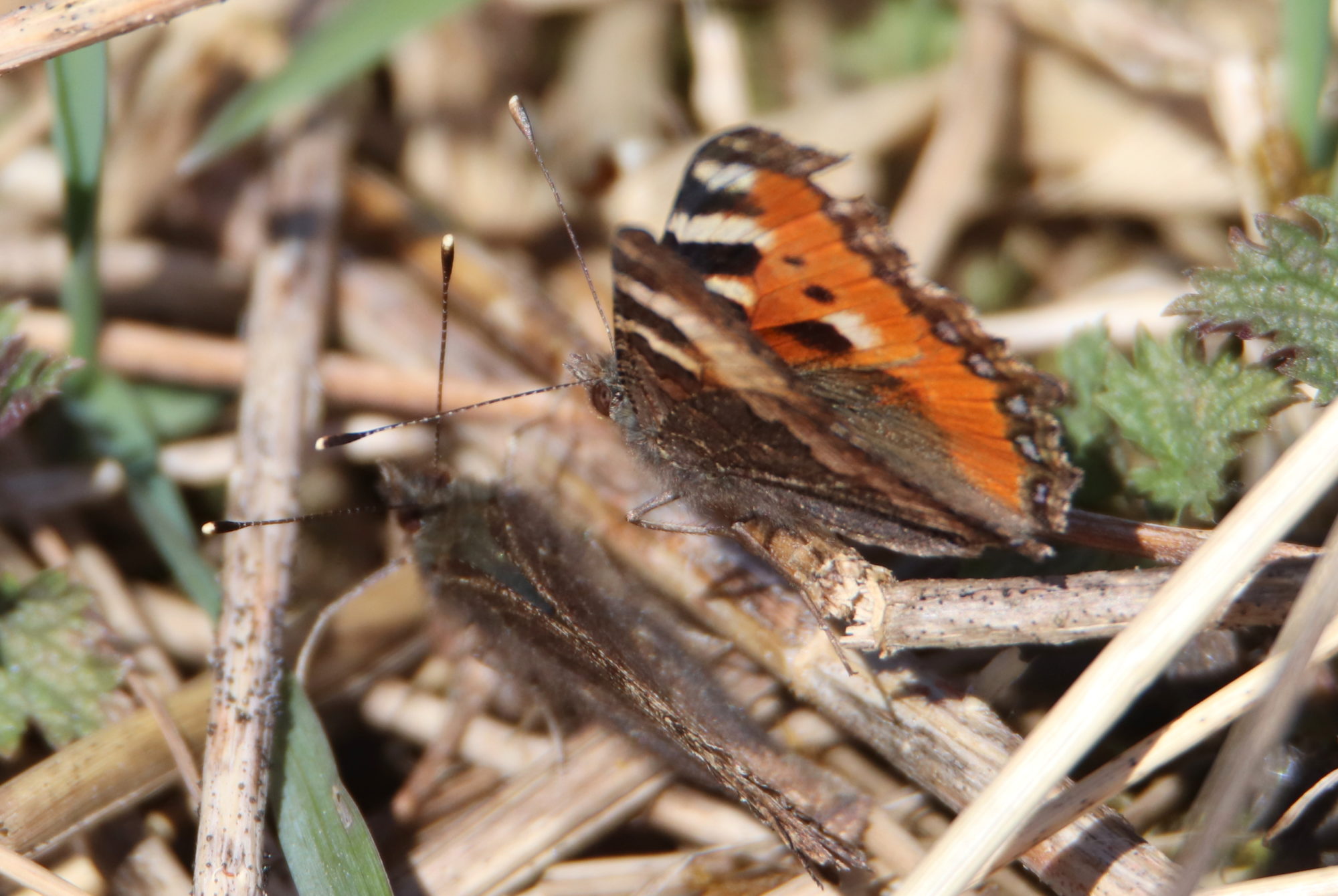 Valokuvaaja: Irja Lehtinen