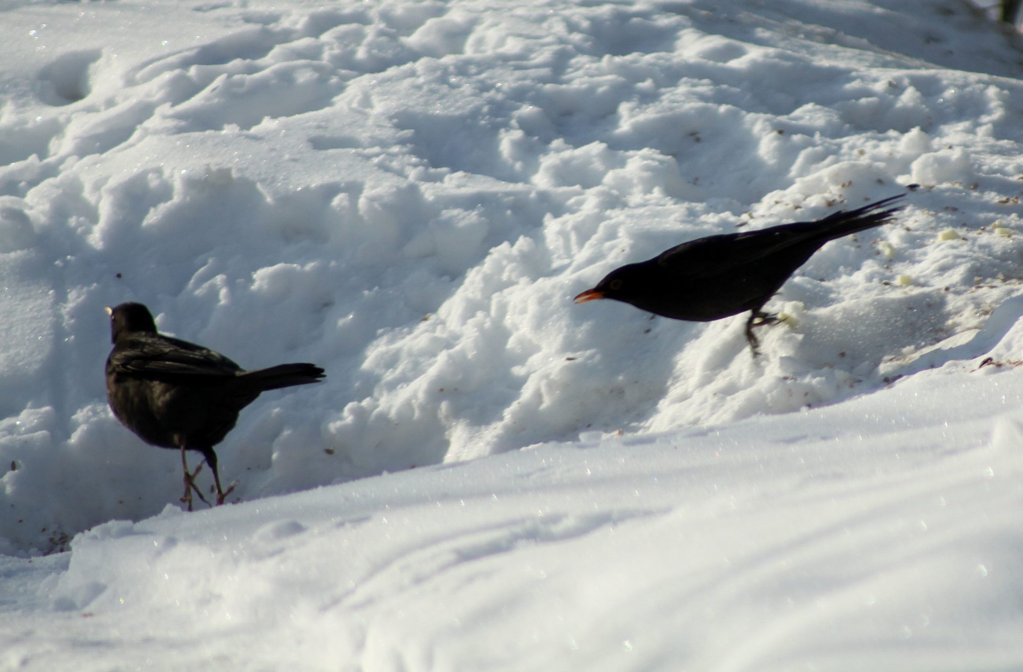 Valokuvaaja: Pirkko Siukonen Valokuvaaja: Pirkko Siukonen