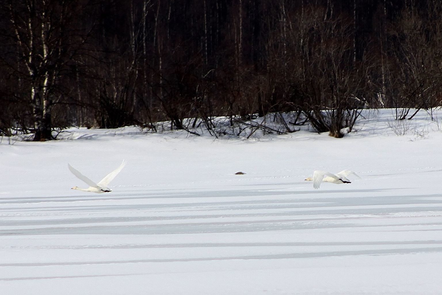 Valokuvaaja: Pirkko Siukonen