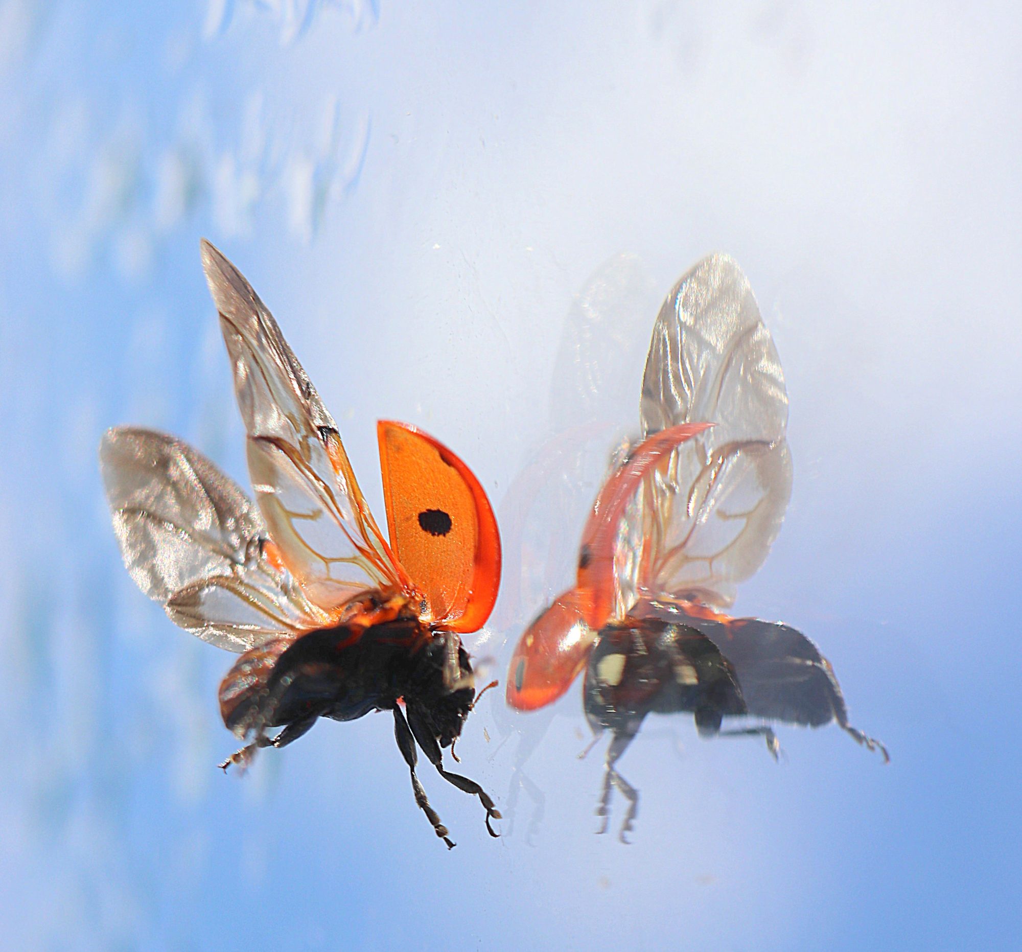 Valokuvaaja: Irja Lehtinen