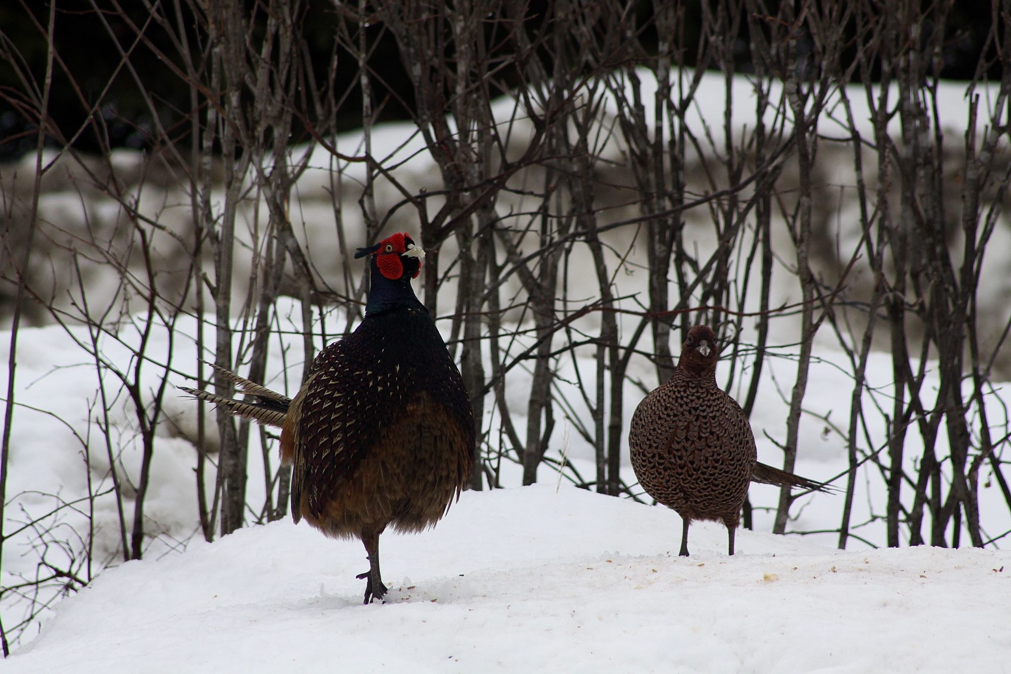 Valokuvaaja: Pirkko Siukonen