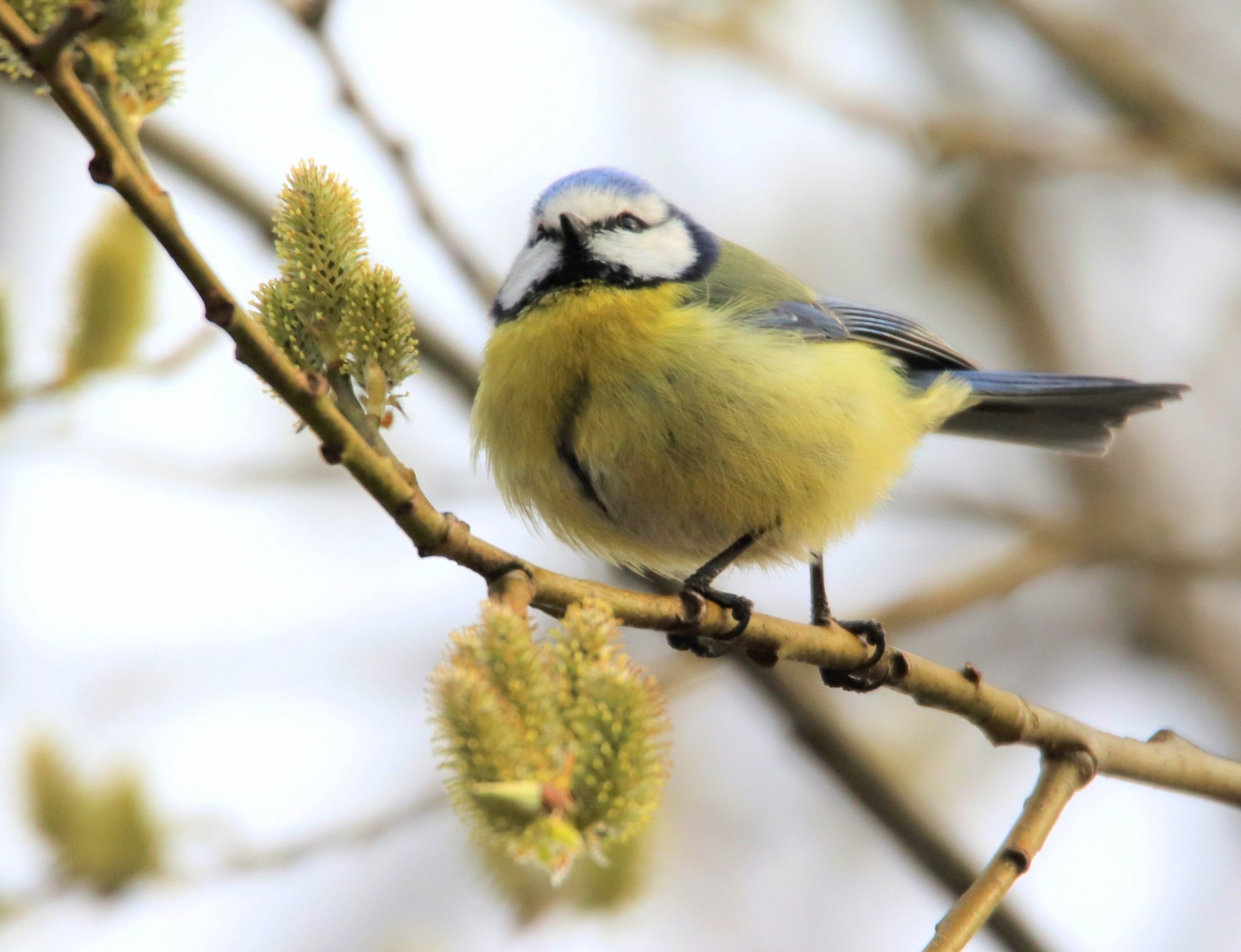 Valokuvaaja: Irja Lehtinen
