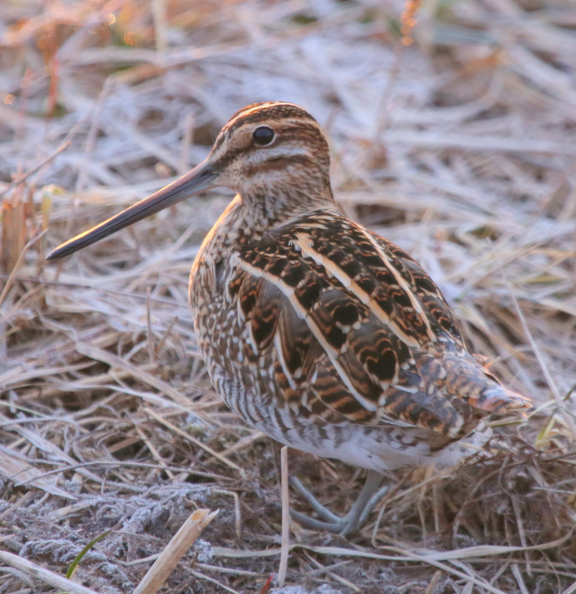 Valokuvaaja: Raija Kokkola