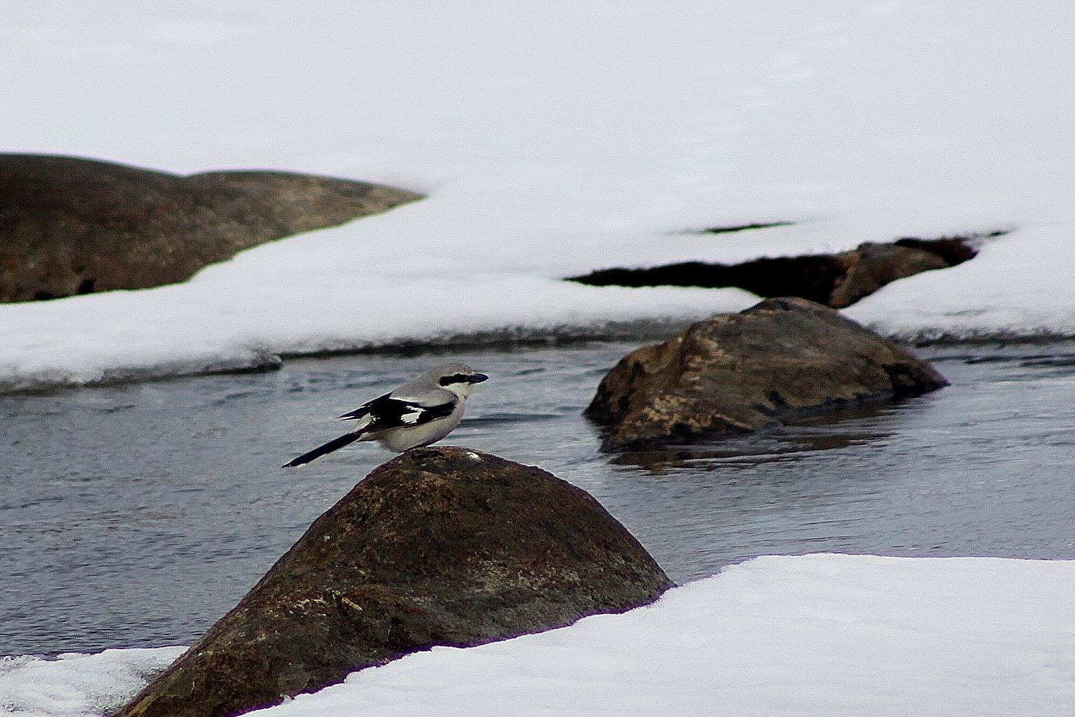 Valokuvaaja: Pirkko Siukonen