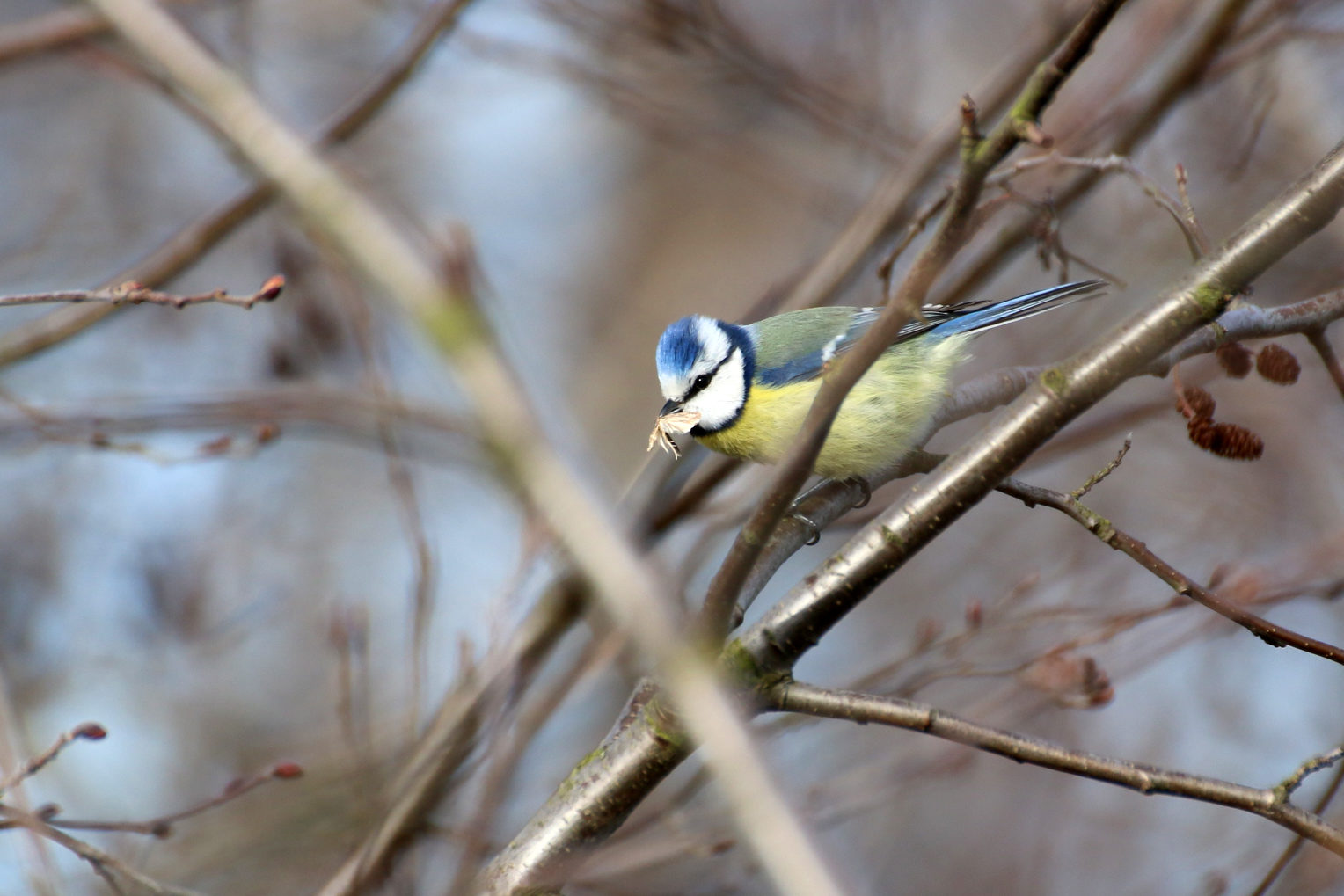 Valokuvaaja: Teija Järvenpää