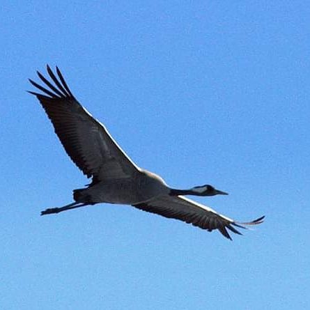 Valokuvaaja: Tapio Keinonen