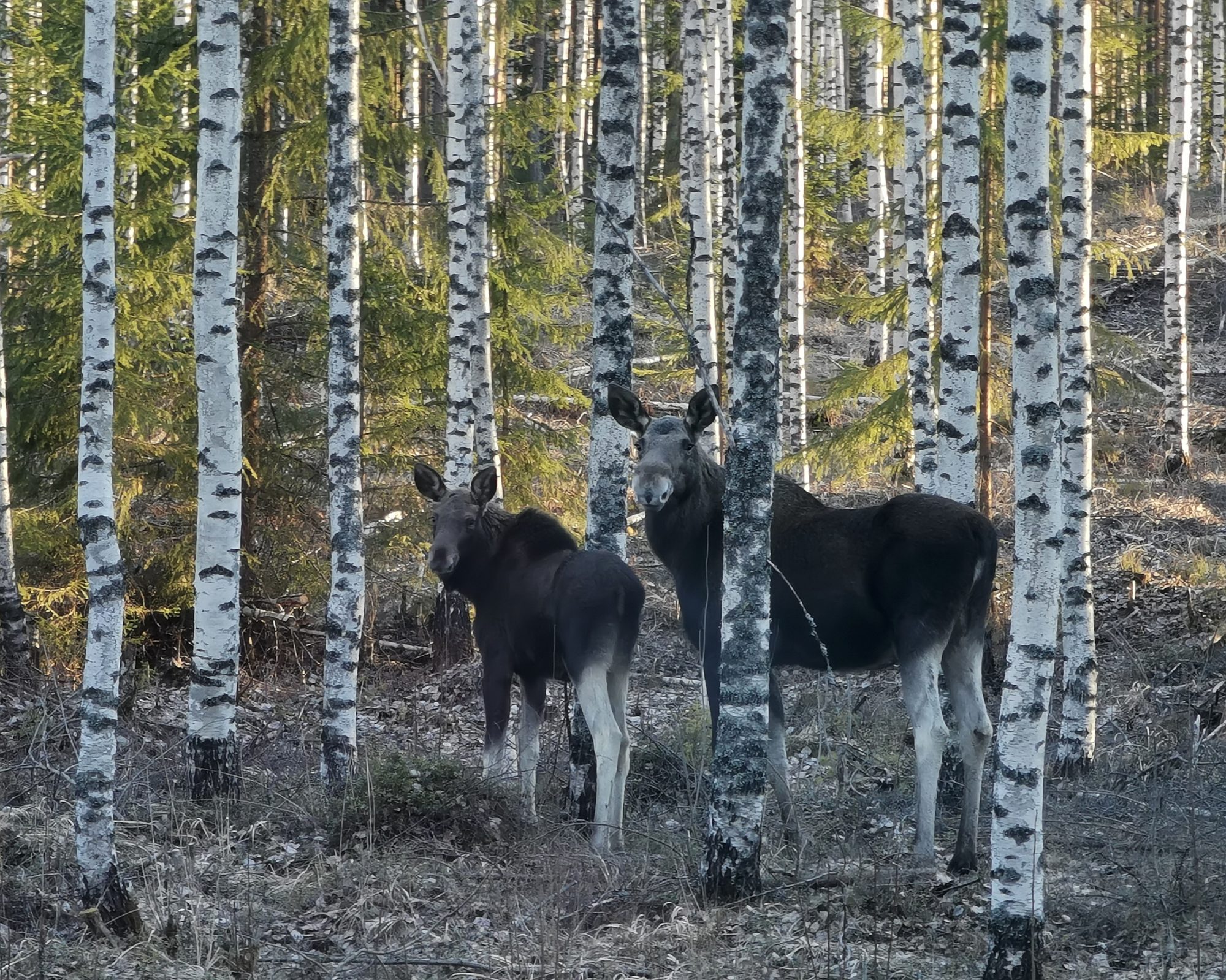 Valokuvaaja: Satu Kuningas