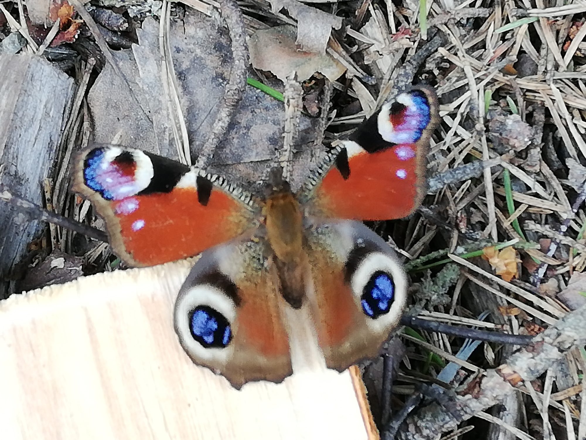 Valokuvaaja: Helena Mäkelä