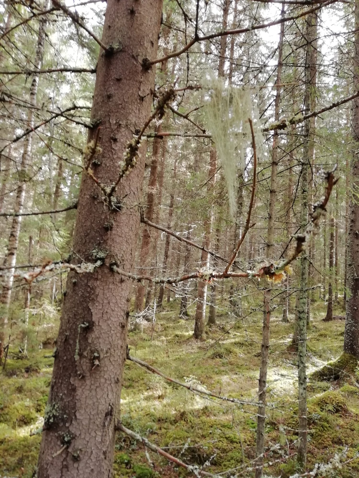 Valokuvaaja: Kaija Halonen Valokuvaaja: Kaija Halonen