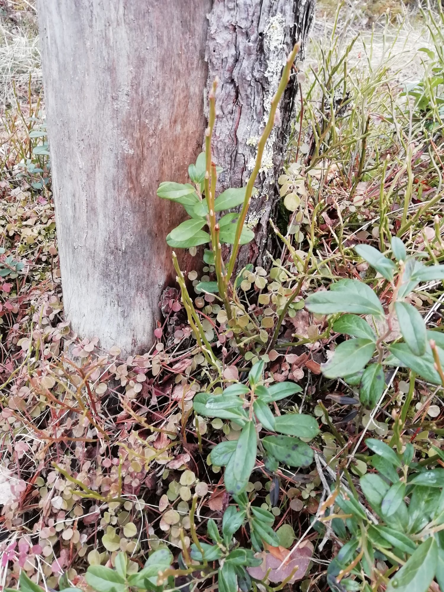 Valokuvaaja: Kaija Halonen