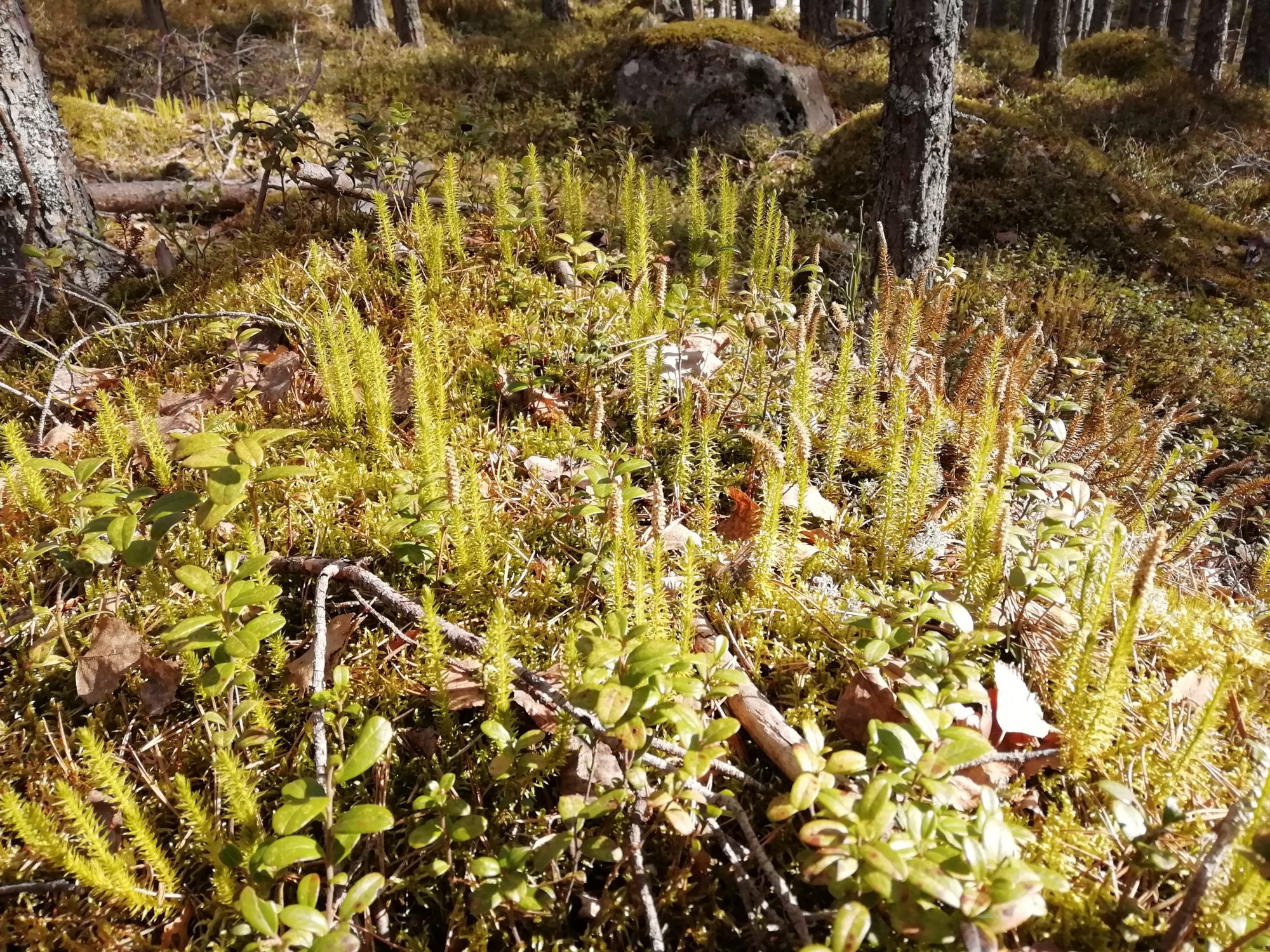 Valokuvaaja: Kaija Halonen Valokuvaaja: Kaija Halonen
