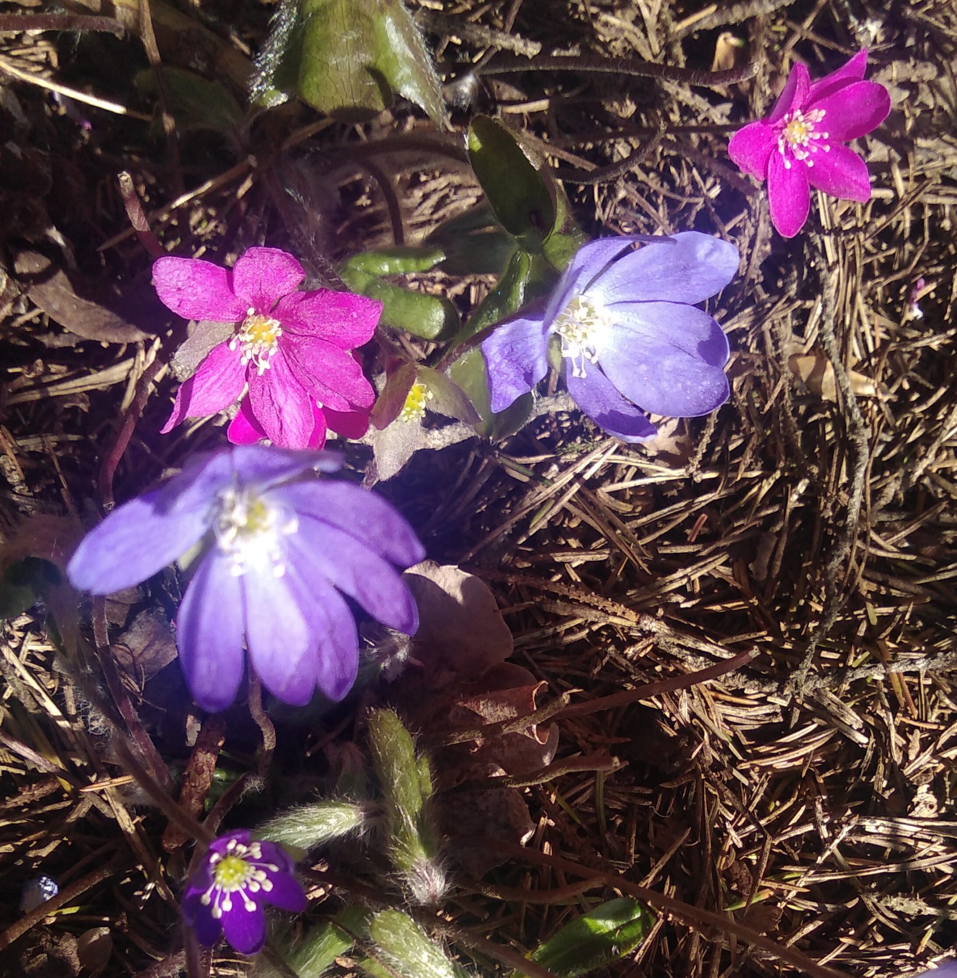Valokuvaaja: Tuisku Virolainen