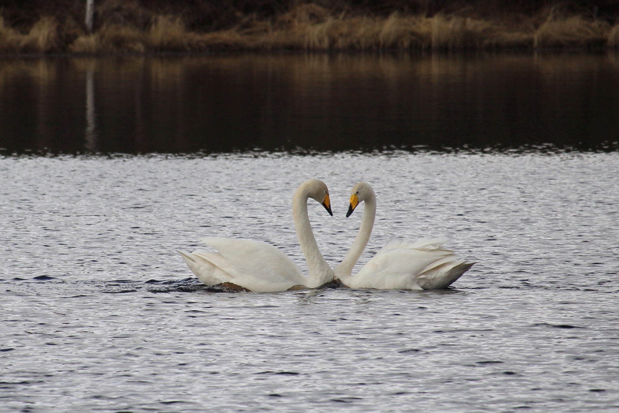 Valokuvaaja: Kirsi-Marja Joenpolvi Valokuvaaja: Kirsi-Marja Joenpolvi