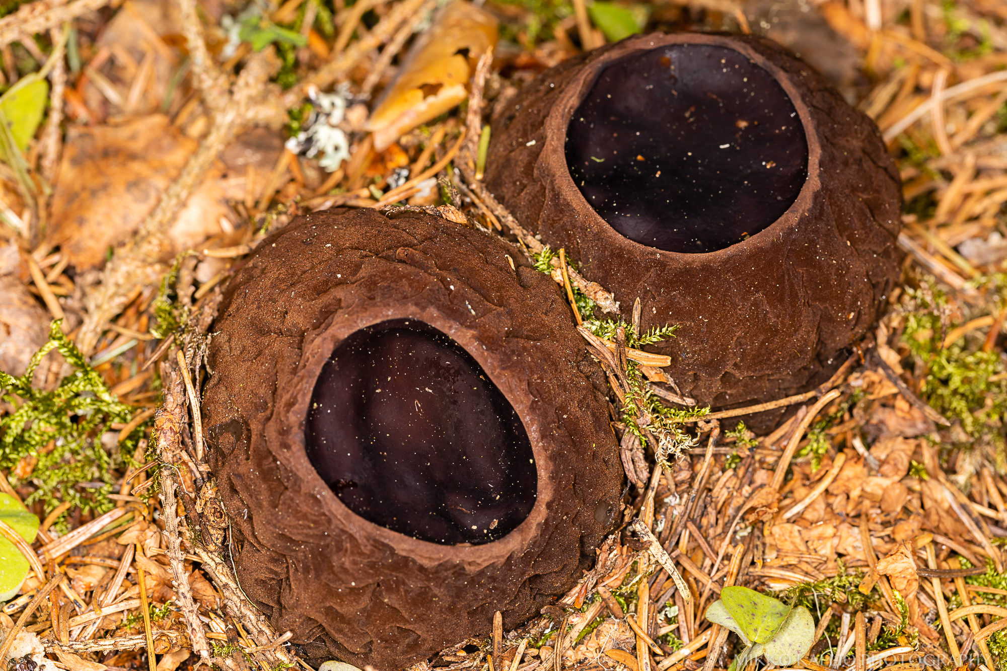 Valokuvaaja: Mikko Kallio