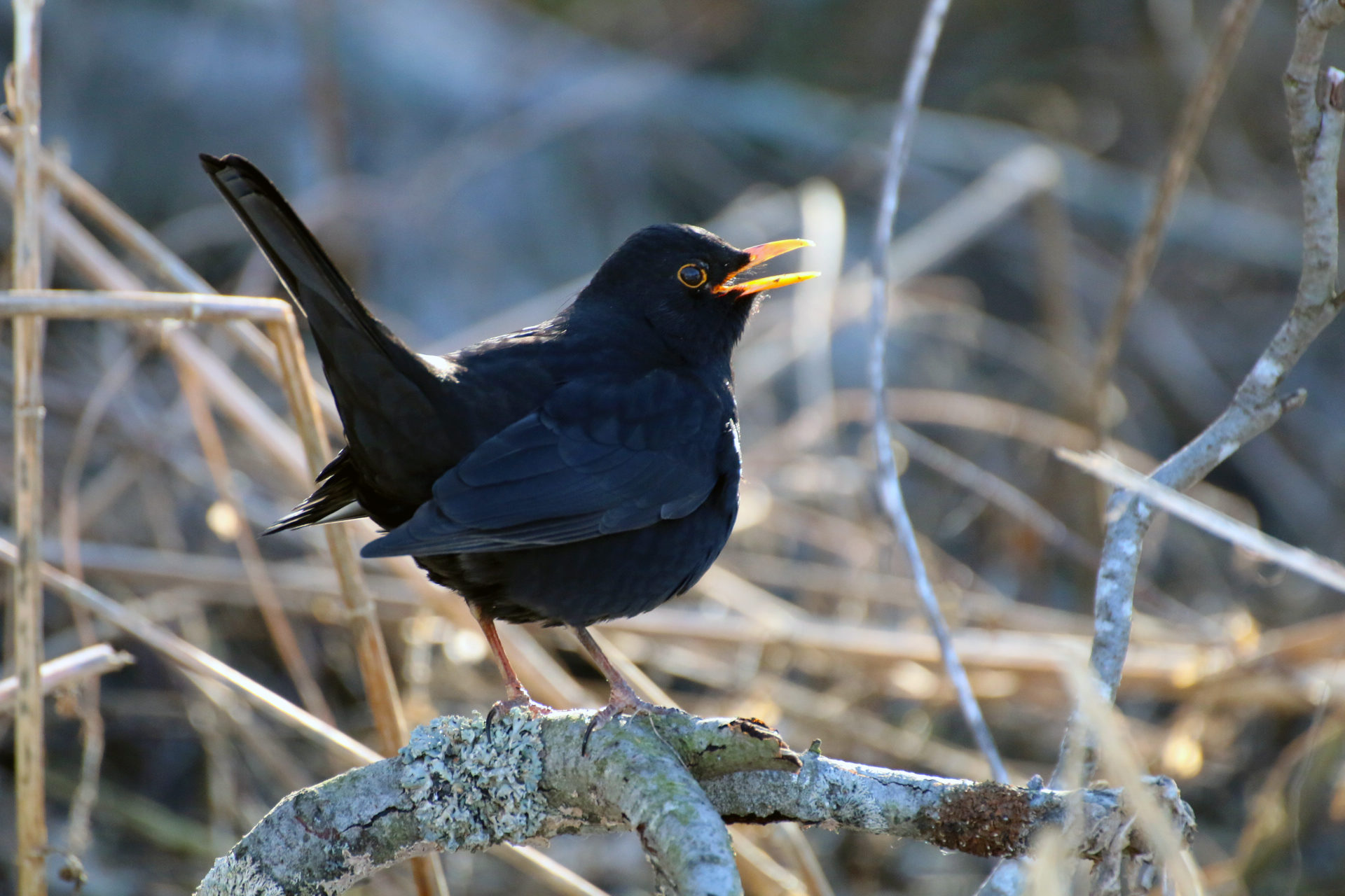 Valokuvaaja: Teija Järvenpää