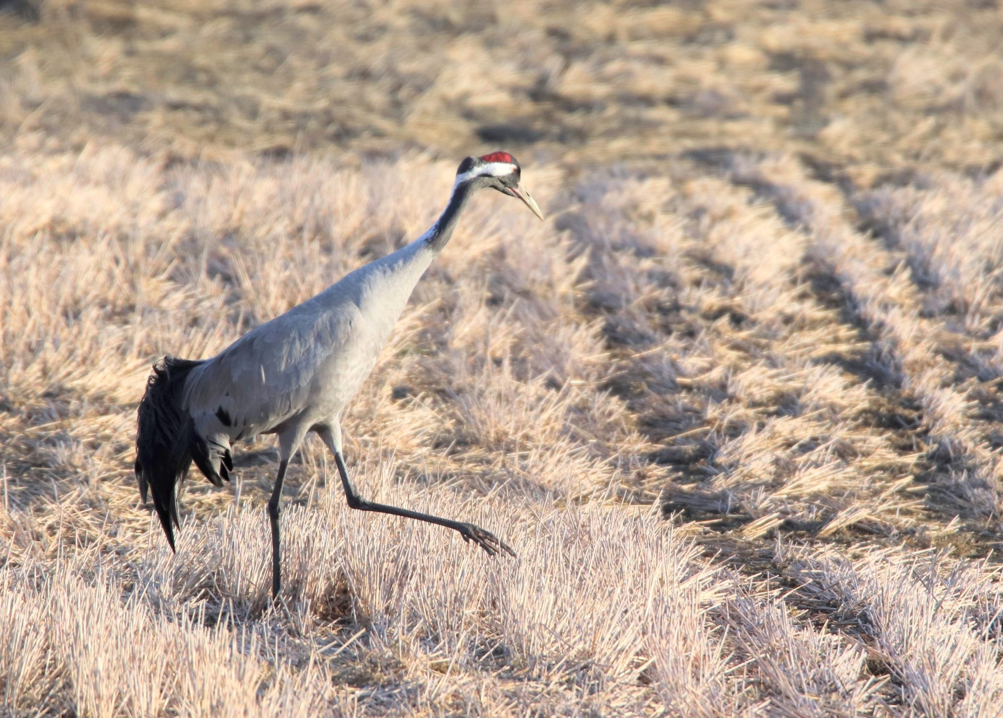 Valokuvaaja: Irja Lehtinen