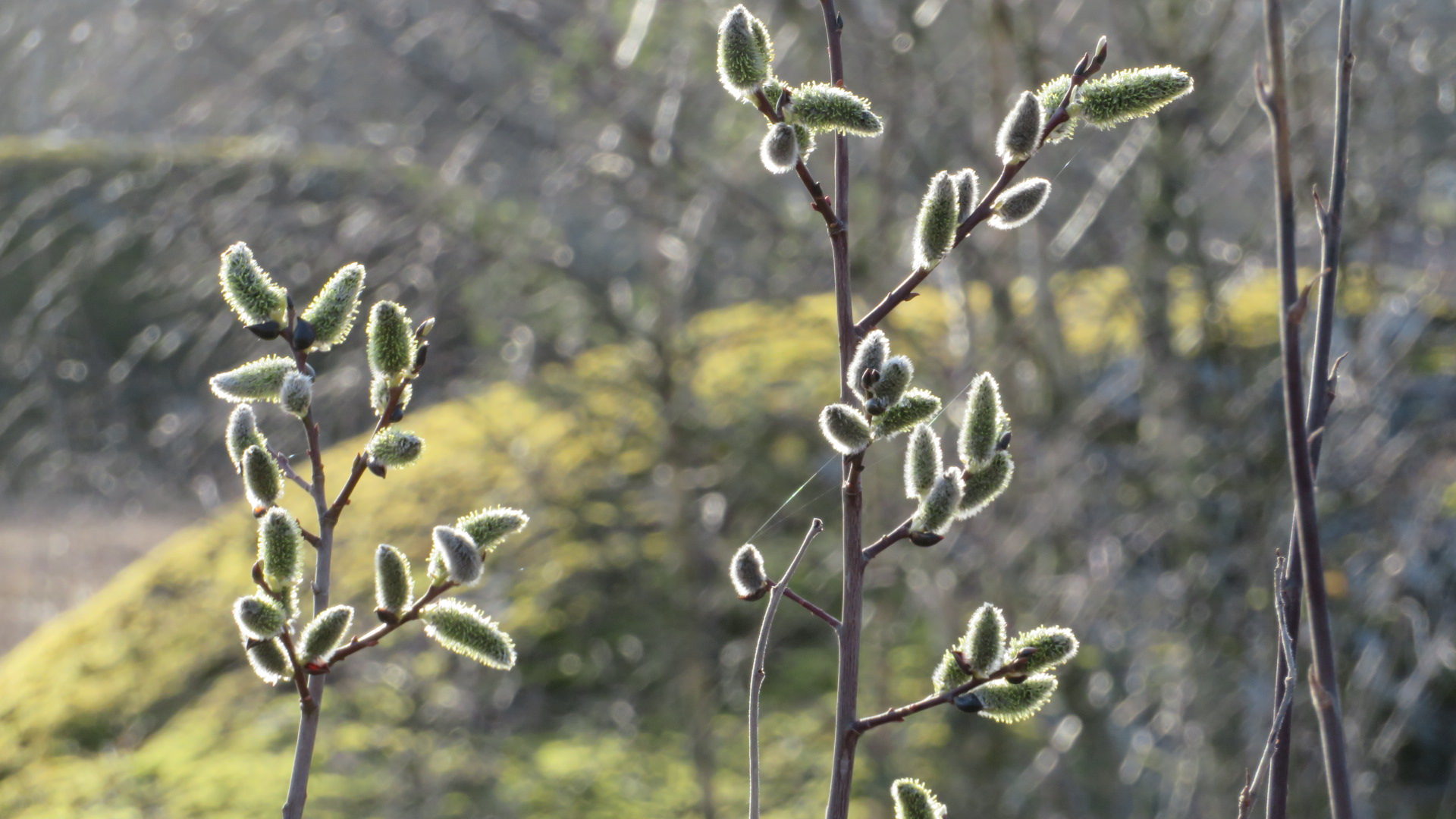 Valokuvaaja: Risto Kangassalo