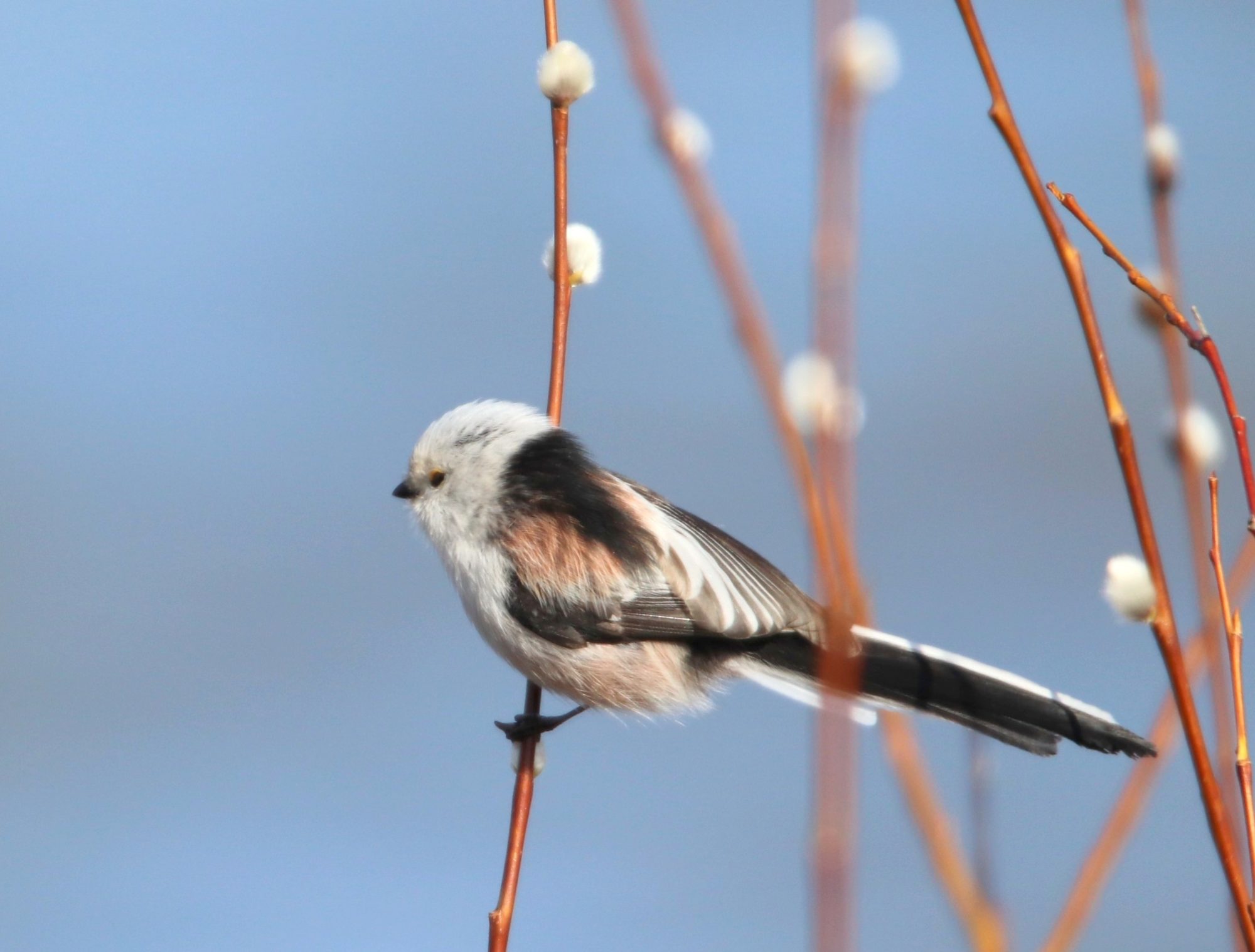 Valokuvaaja: Irja Lehtinen