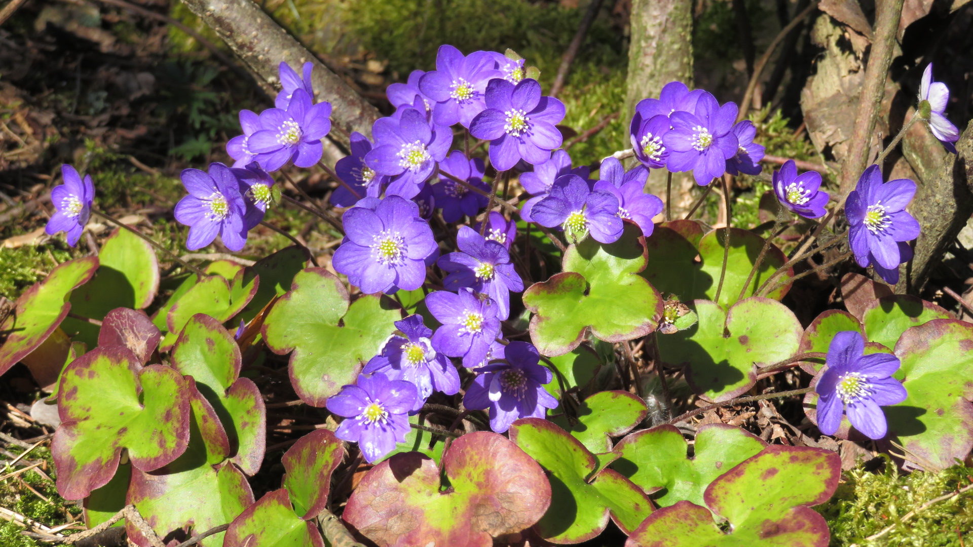 Valokuvaaja: Risto Kangassalo