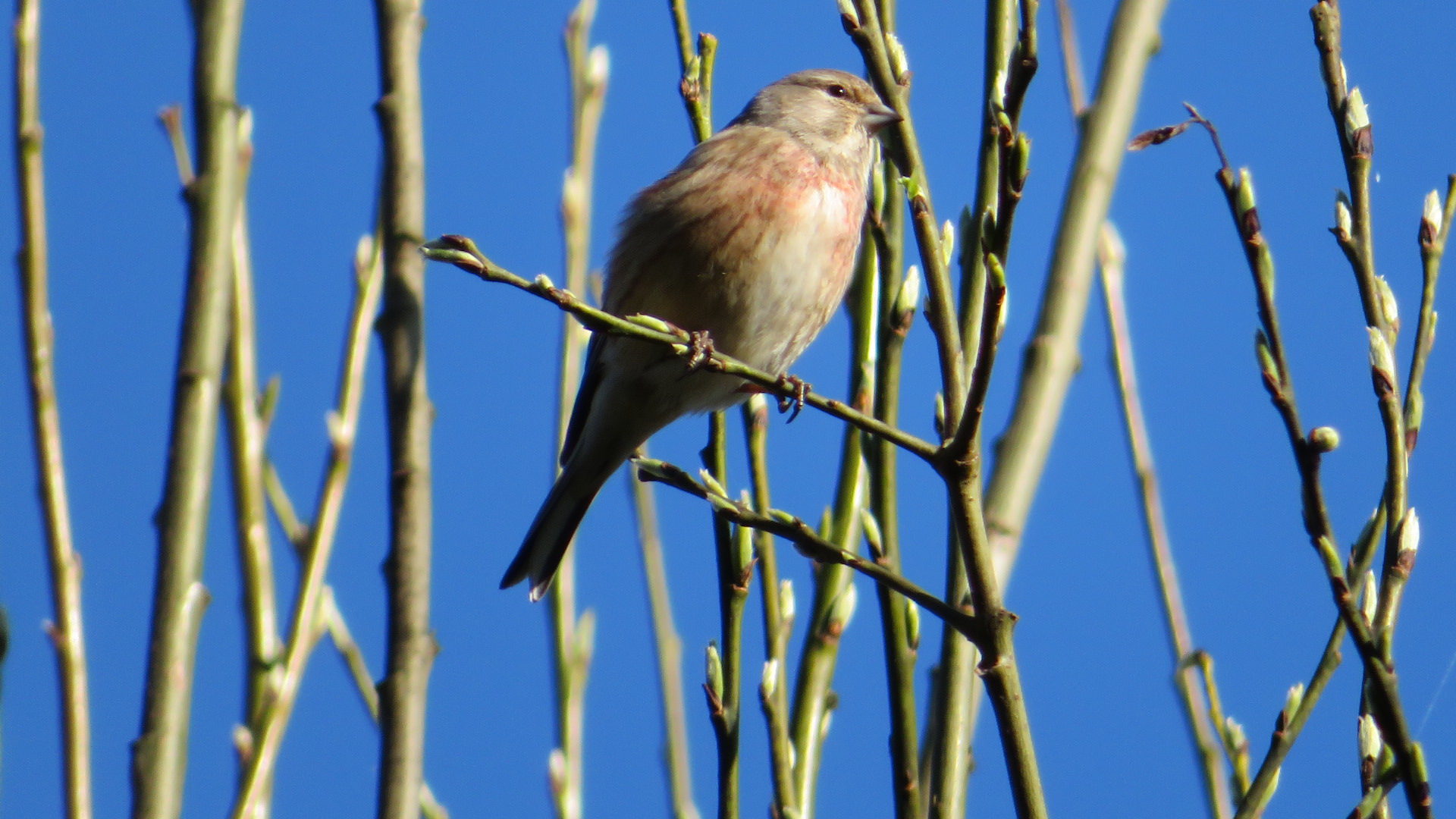 Valokuvaaja: Risto Kangassalo