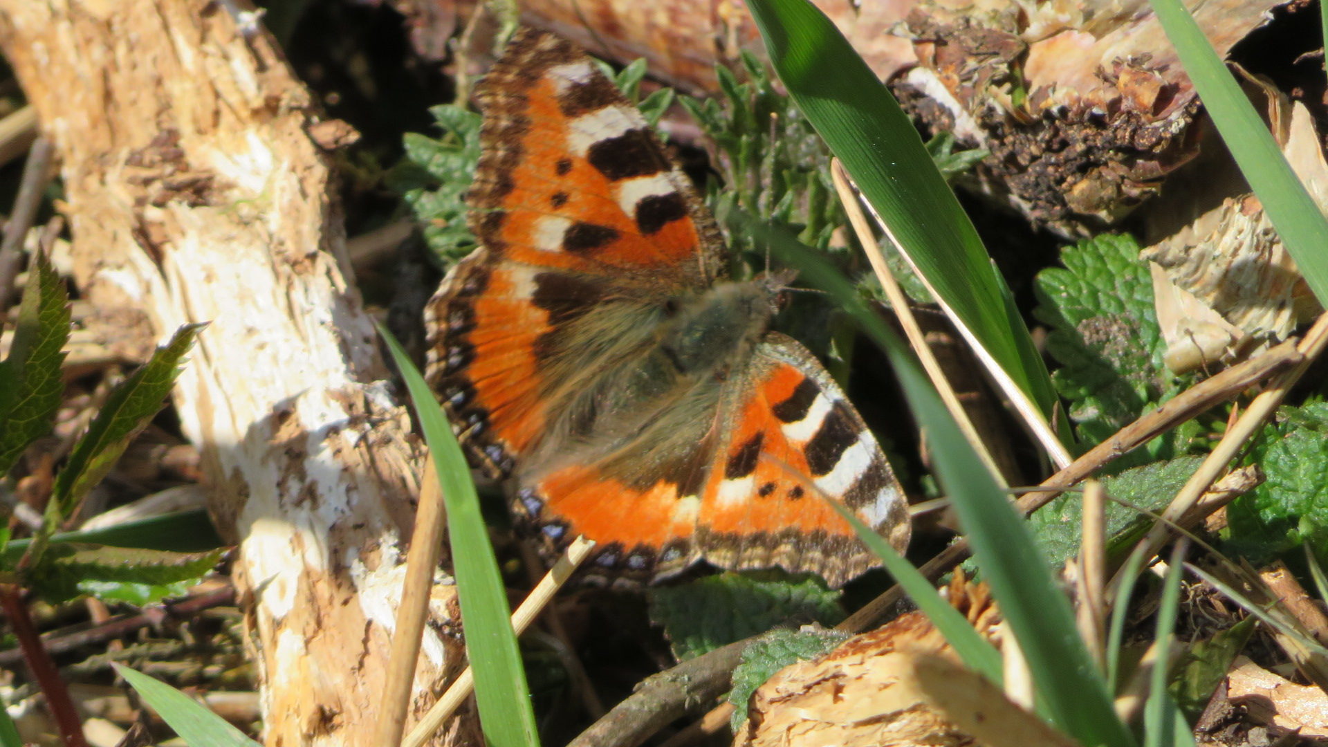 Valokuvaaja: Risto Kangassalo