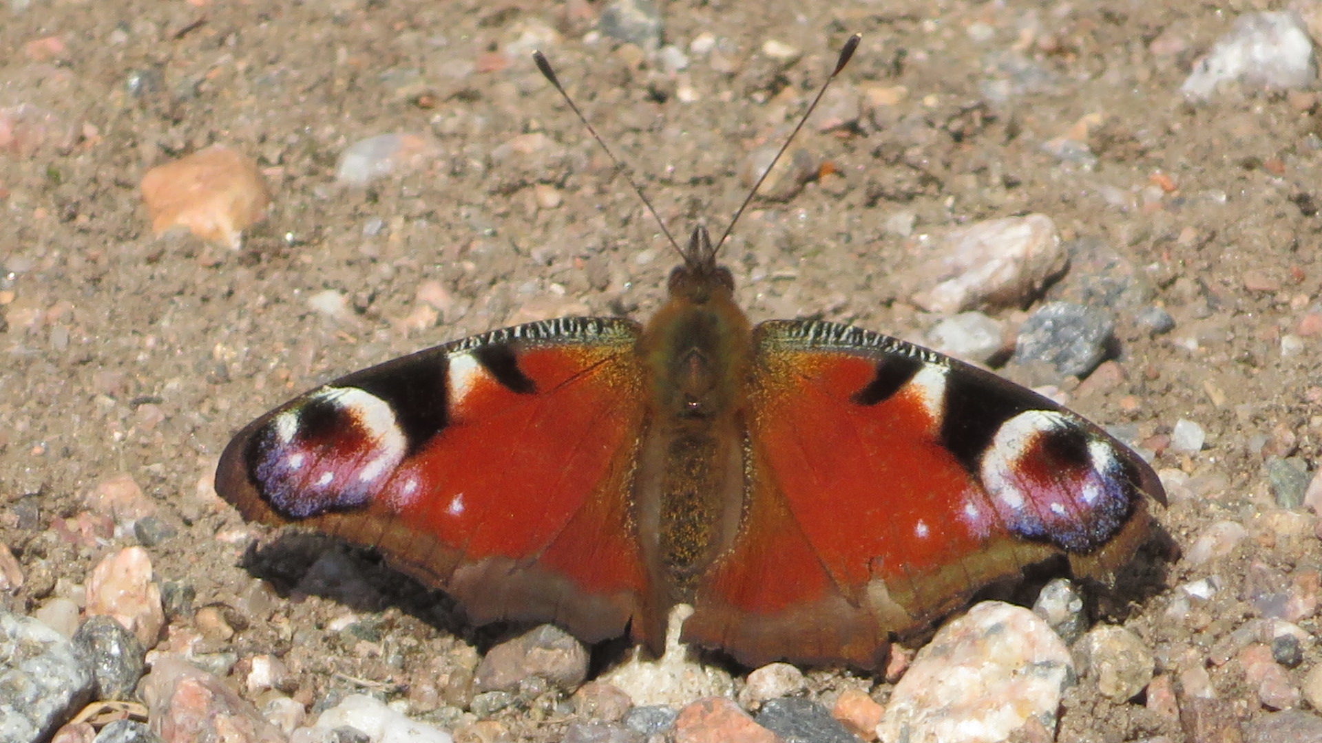 Valokuvaaja: Risto Kangassalo