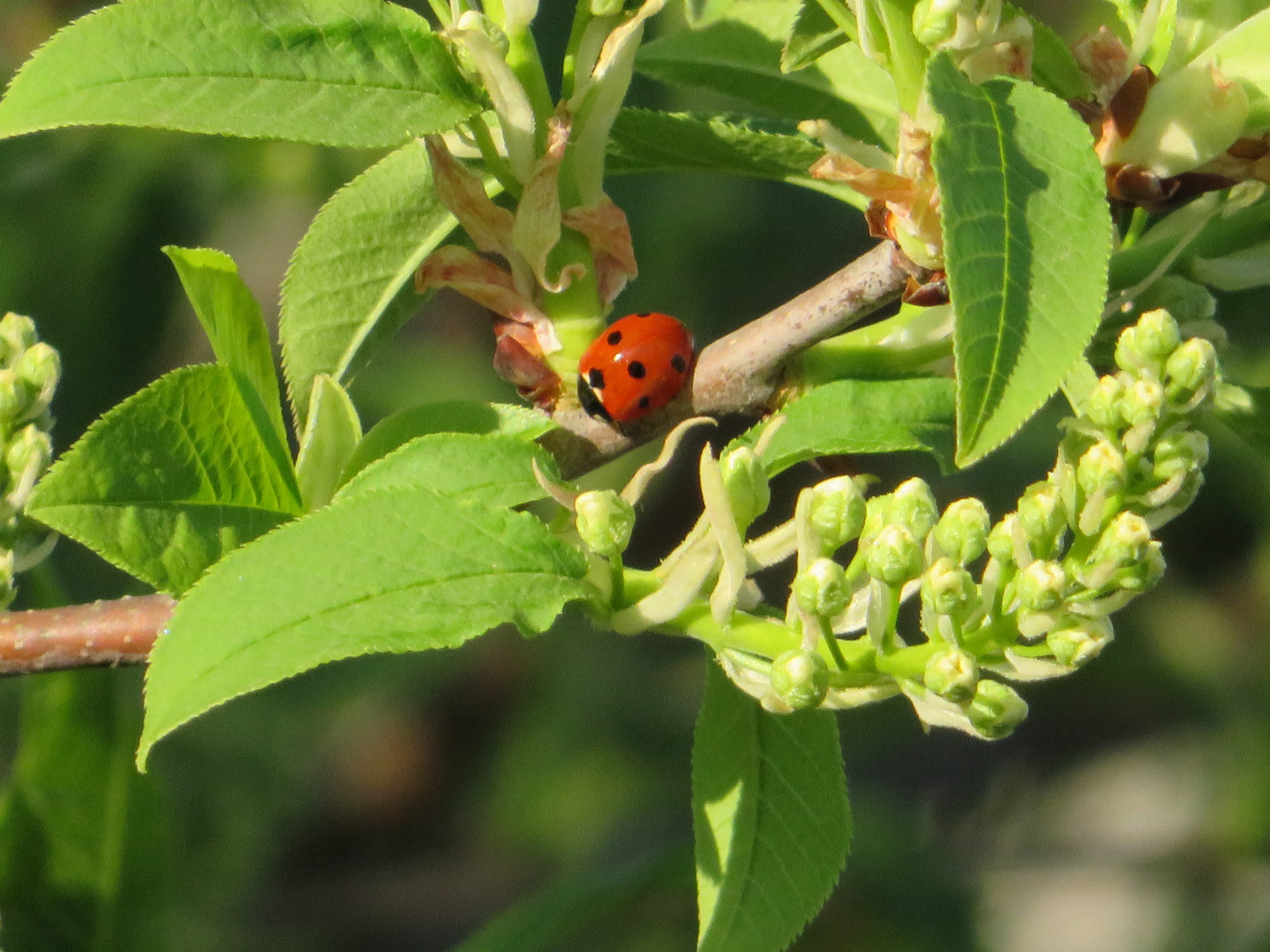 Valokuvaaja: Risto Kangassalo Valokuvaaja: Risto Kangassalo