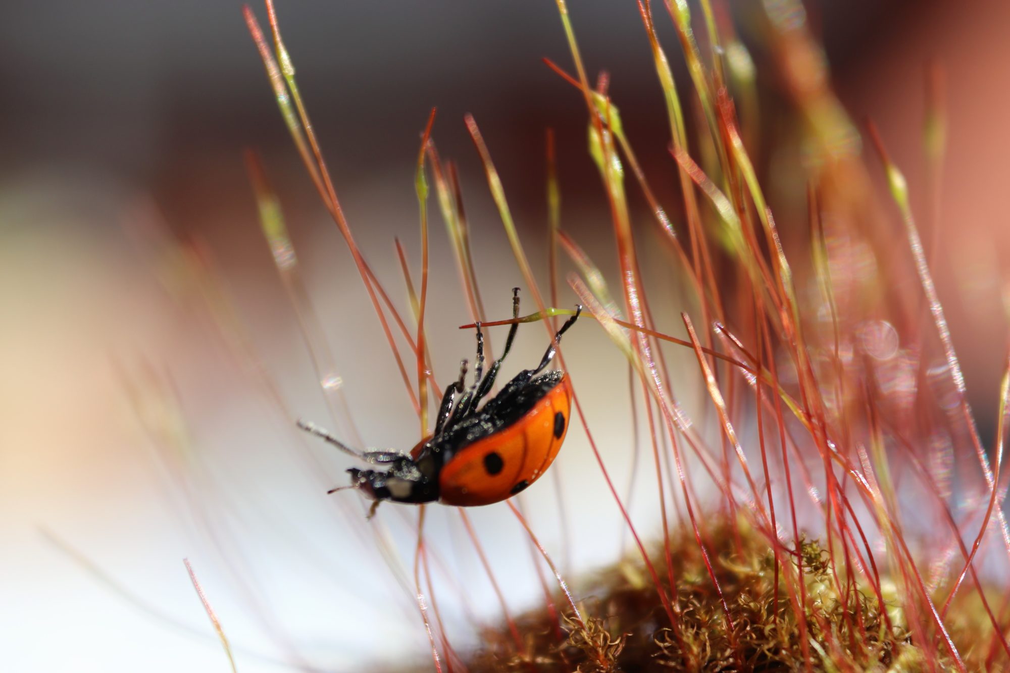 Valokuvaaja: Irja Lehtinen
