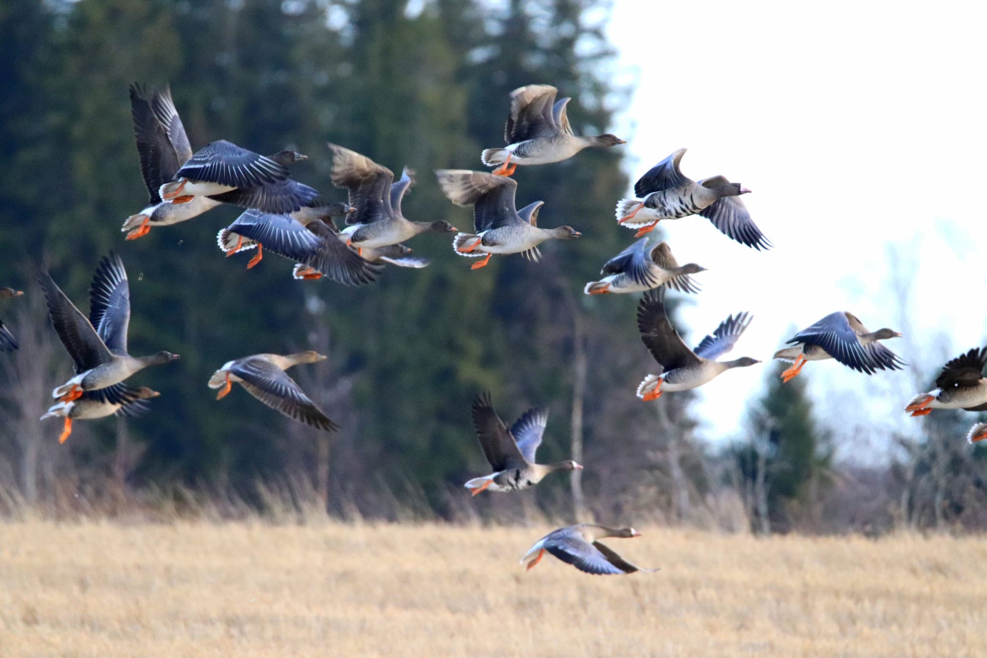 Valokuvaaja: Irja Lehtinen Valokuvaaja: Irja Lehtinen