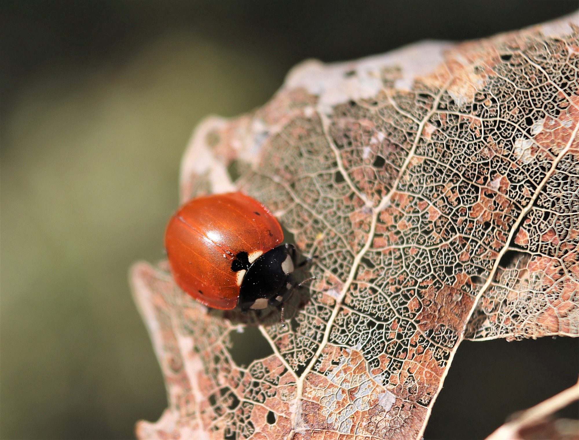 Valokuvaaja: Irja Lehtinen