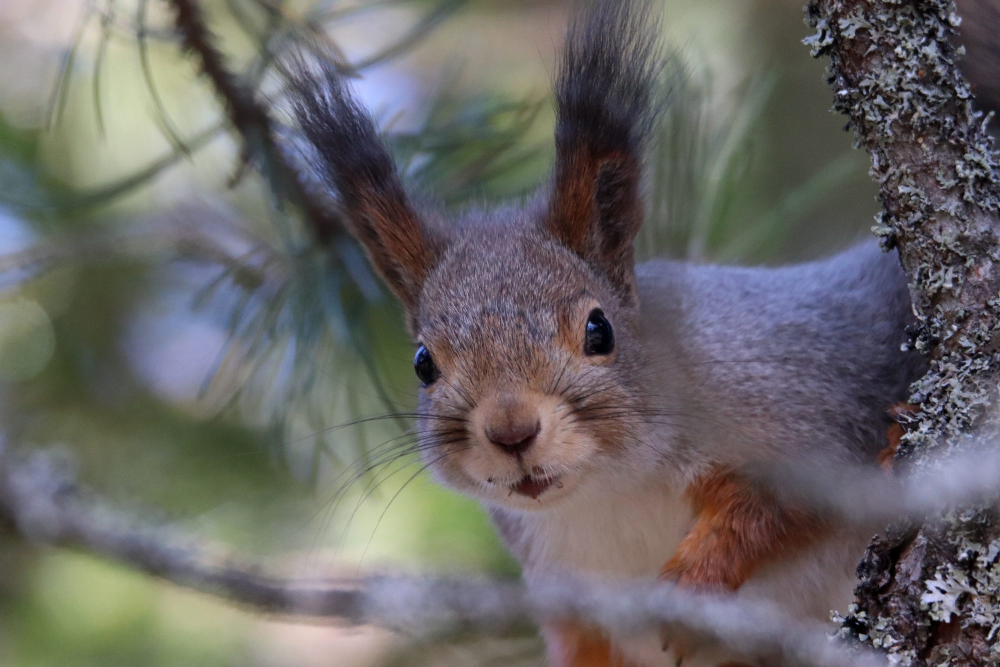 Valokuvaaja: Irja Lehtinen