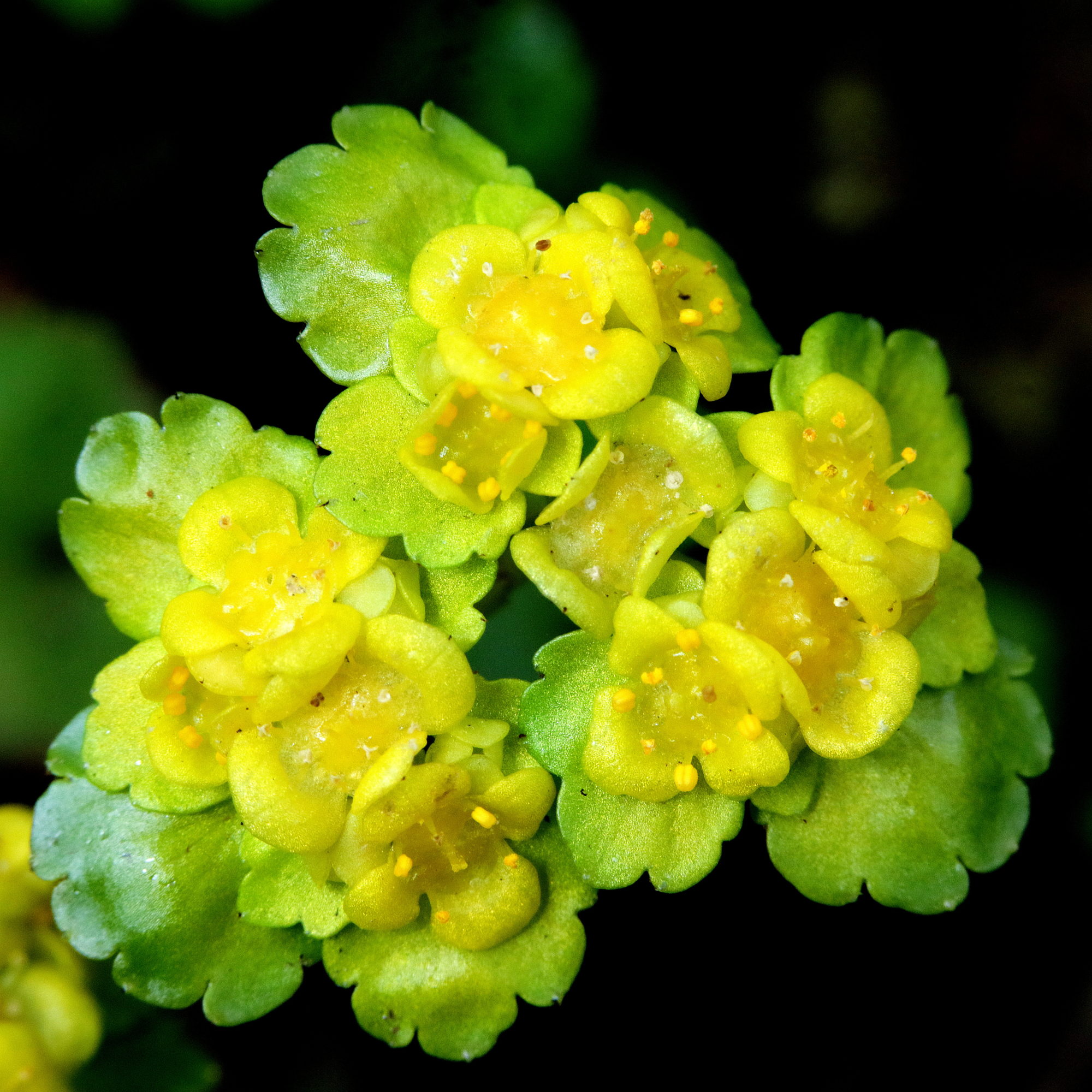 Valokuvaaja: Hannu. Rasiranta