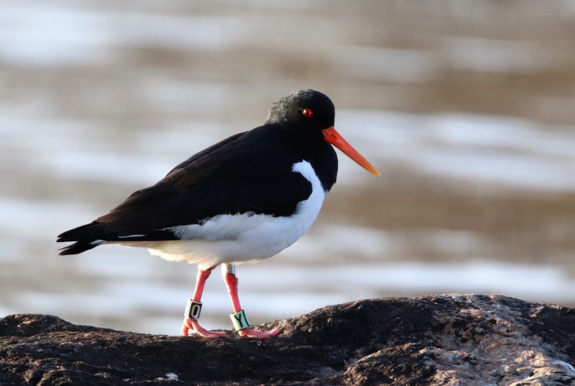 Valokuvaaja: Irja Lehtinen Valokuvaaja: Irja Lehtinen