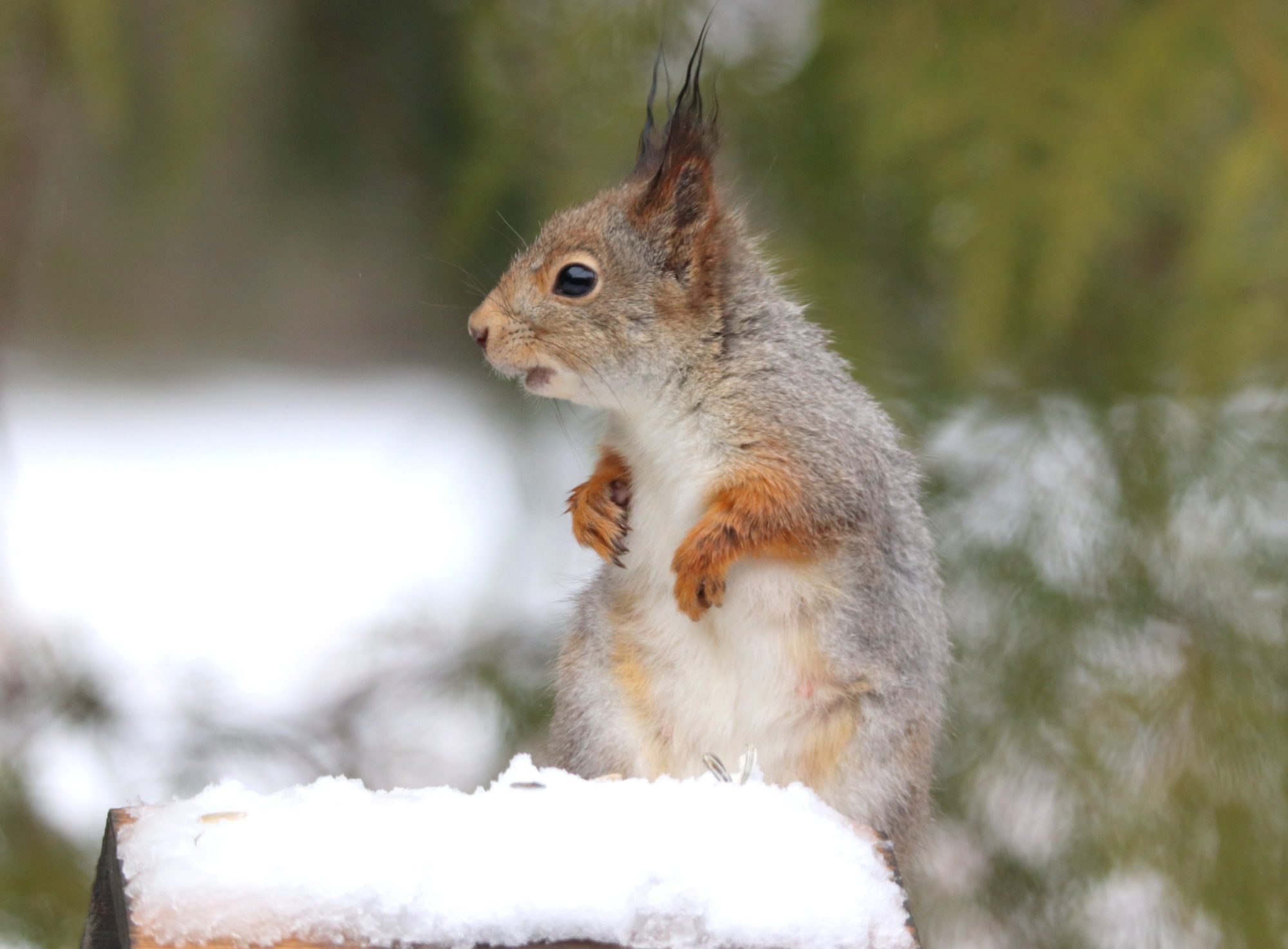 Valokuvaaja: Irja Lehtinen