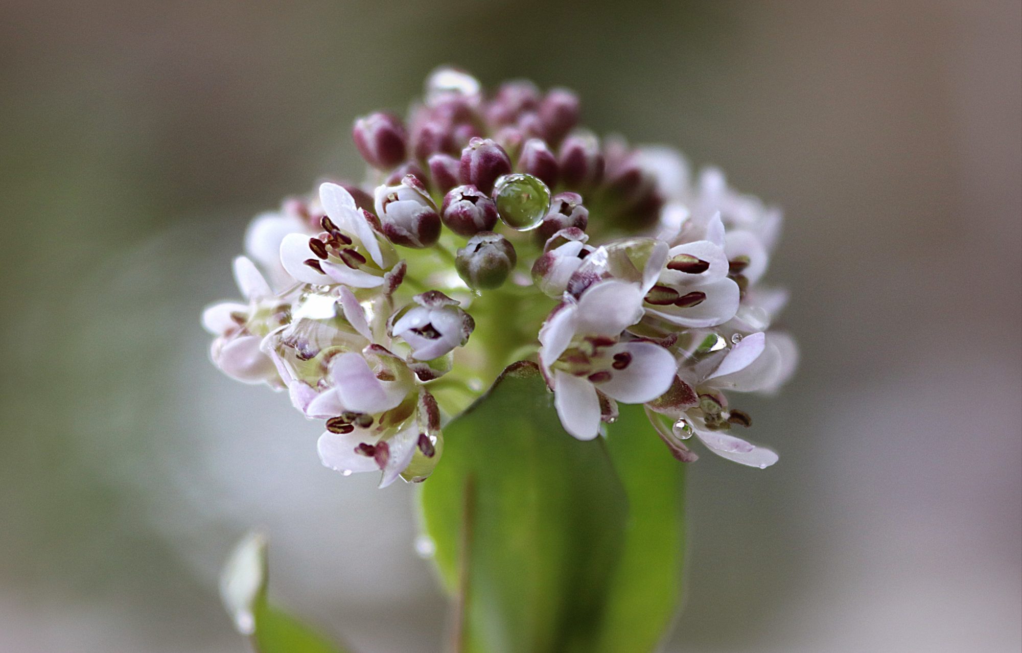 Valokuvaaja: Irja Lehtinen