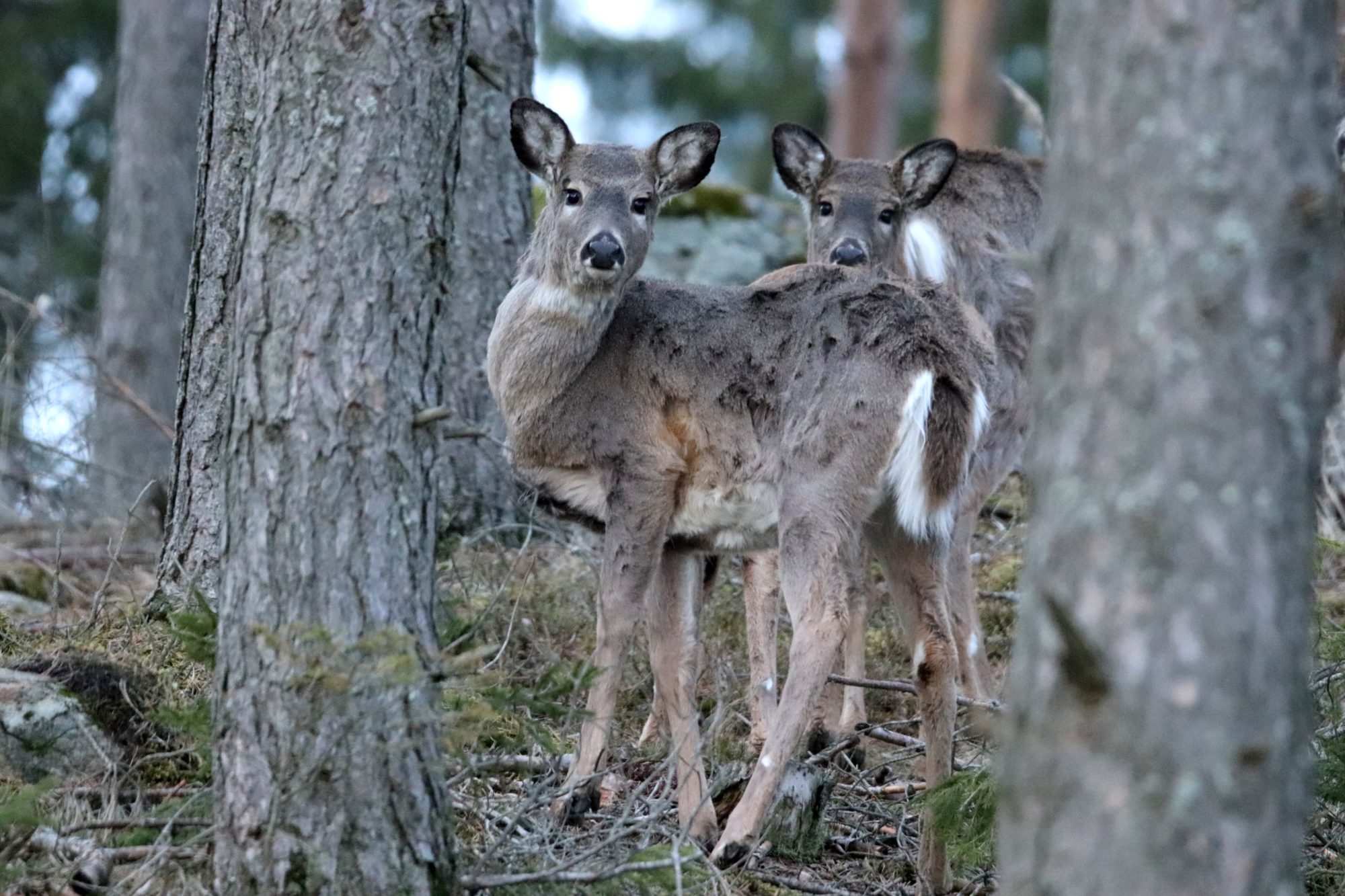 Valokuvaaja: Irja Lehtinen