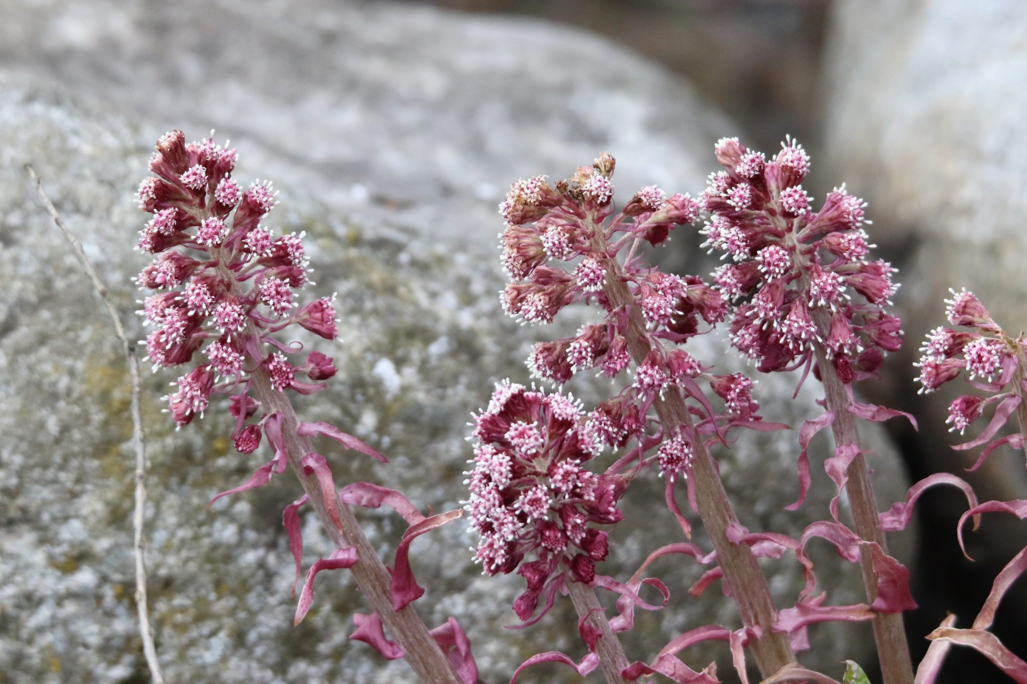 Valokuvaaja: Irja Lehtinen