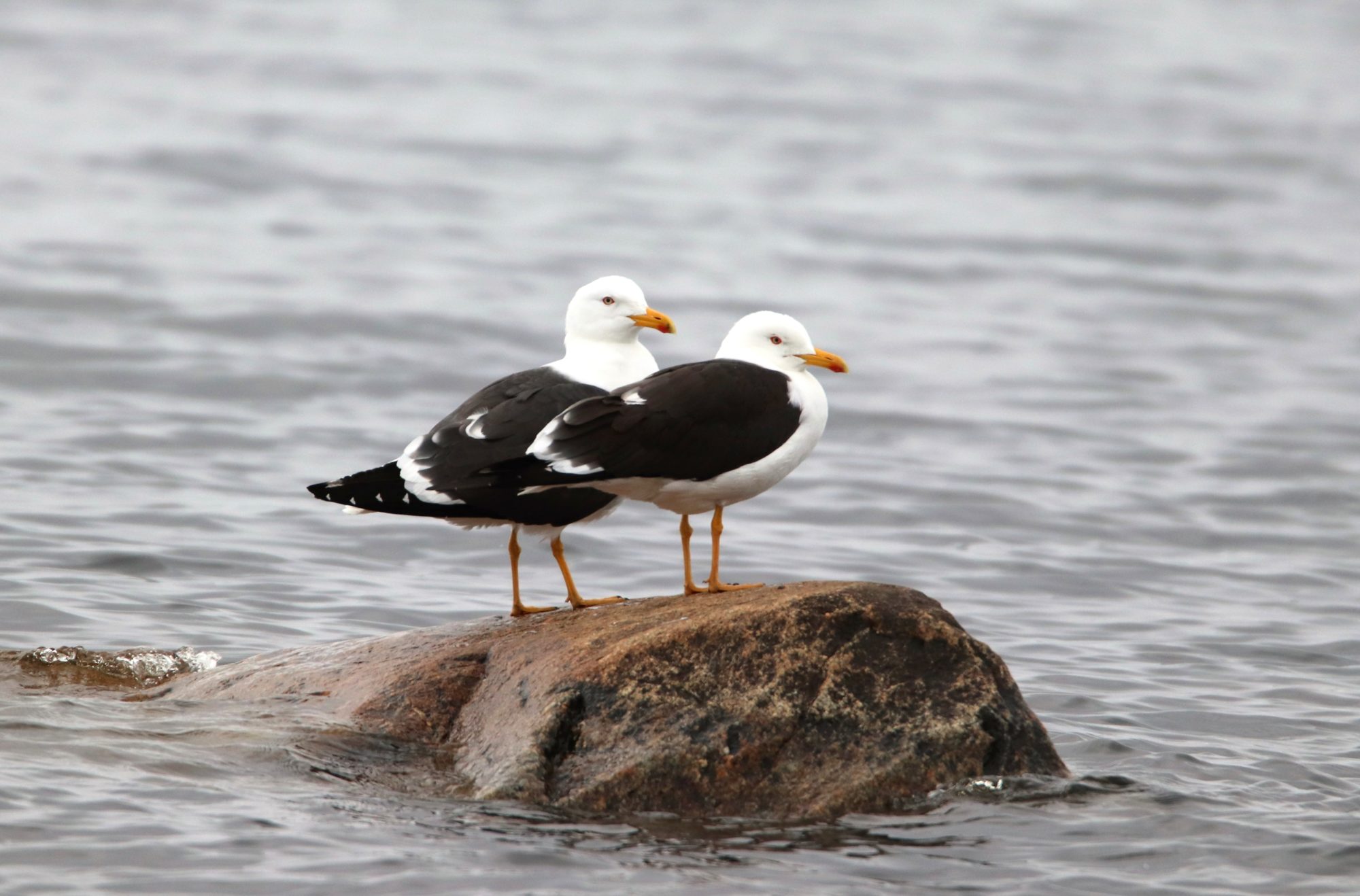 Valokuvaaja: Irja Lehtinen