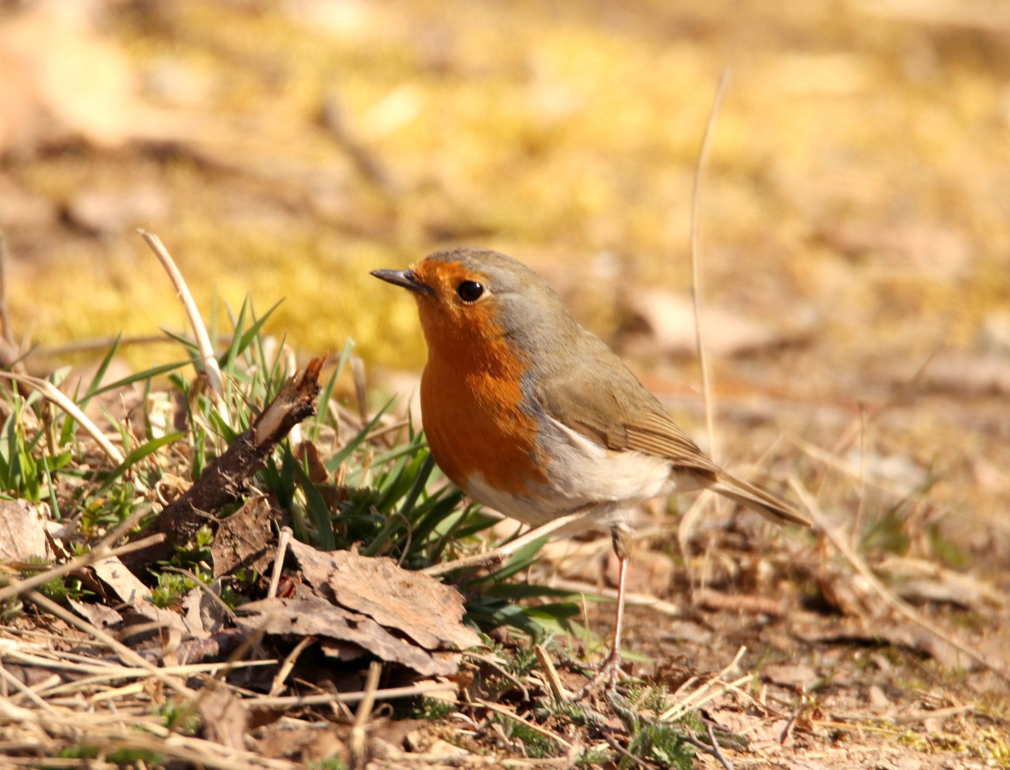 Valokuvaaja: Irja Lehtinen