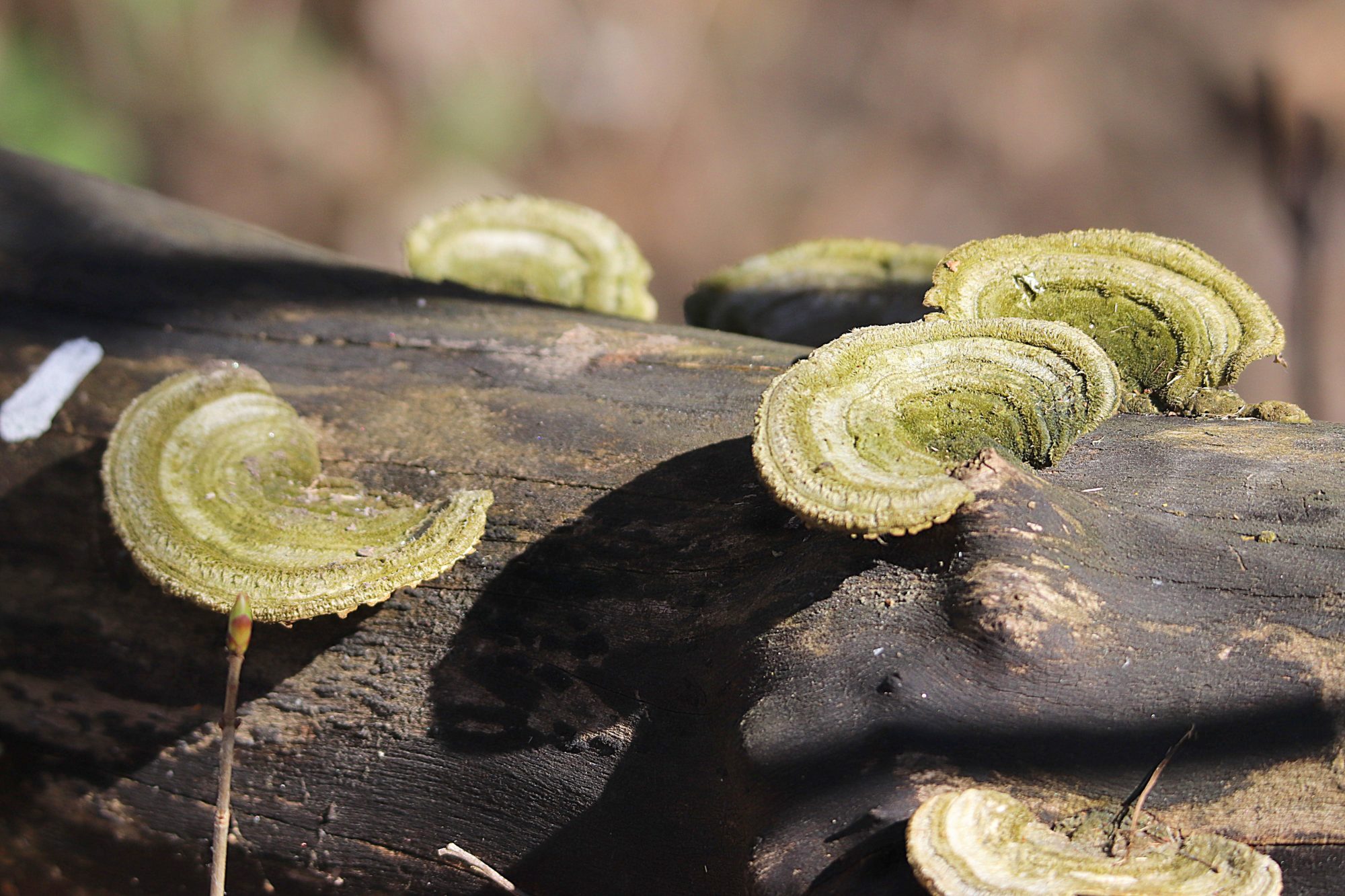 Valokuvaaja: Irja Lehtinen