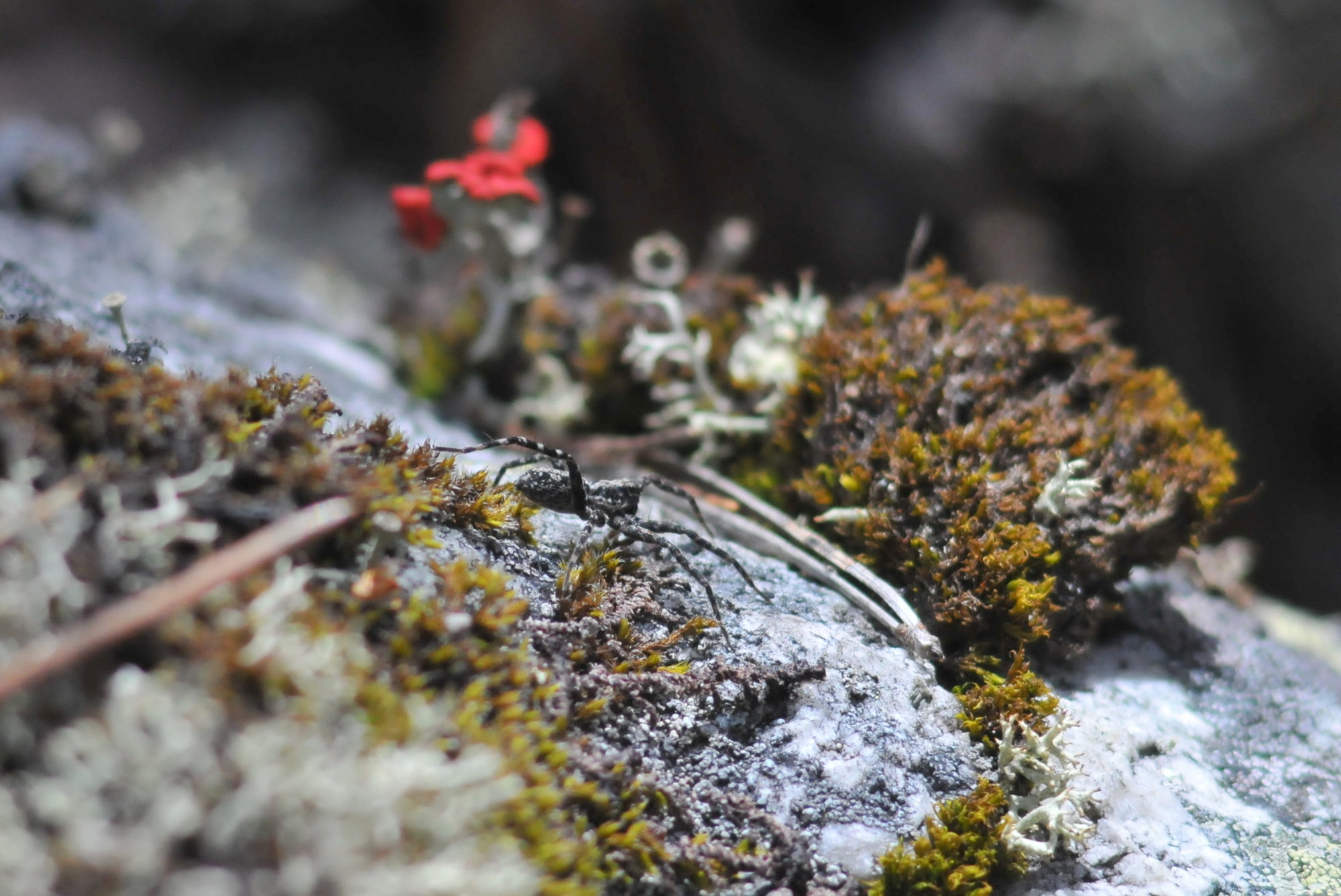 Valokuvaaja: Kaarlo Asikainen