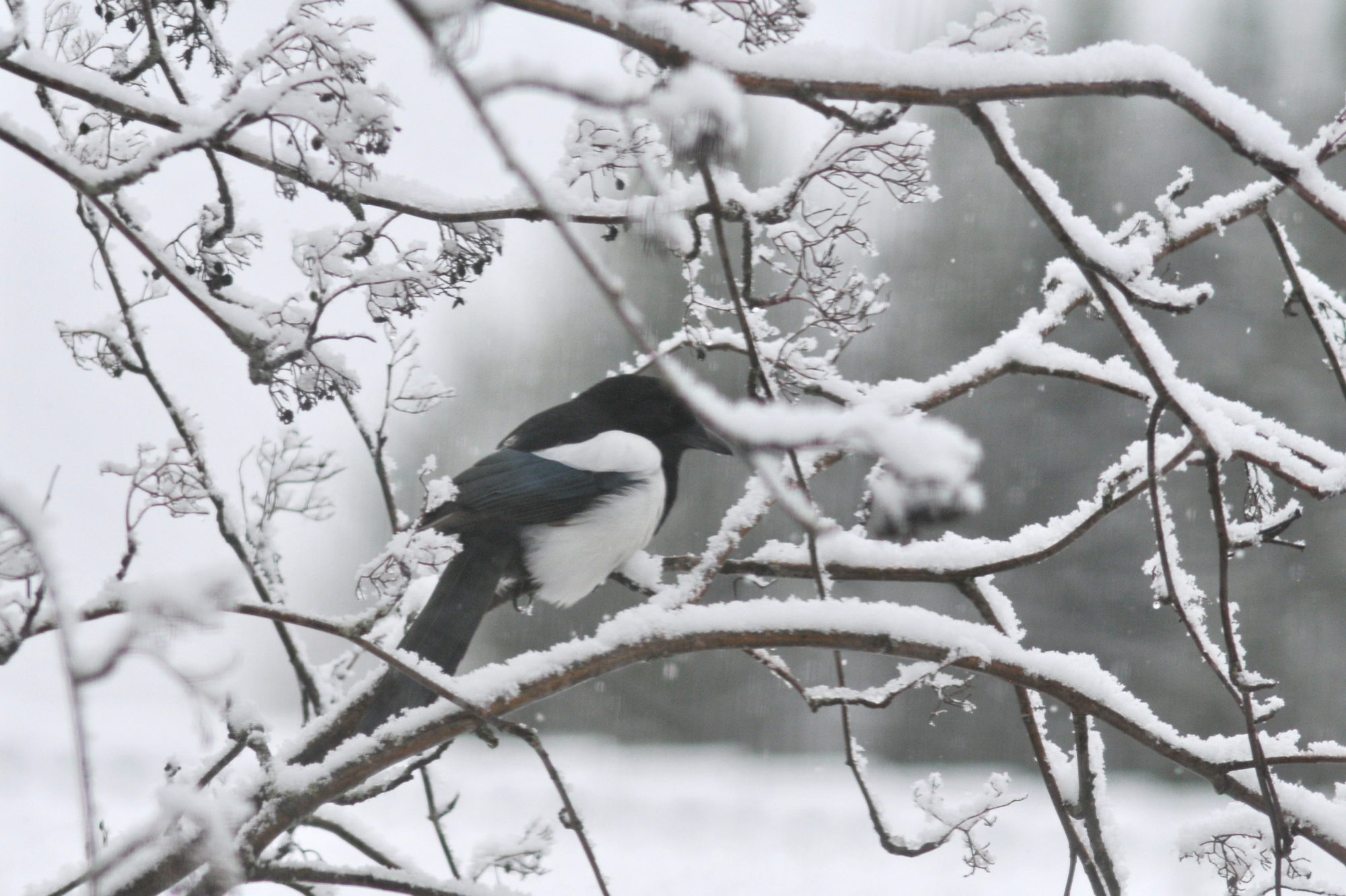 Valokuvaaja: Kaarlo Asikainen